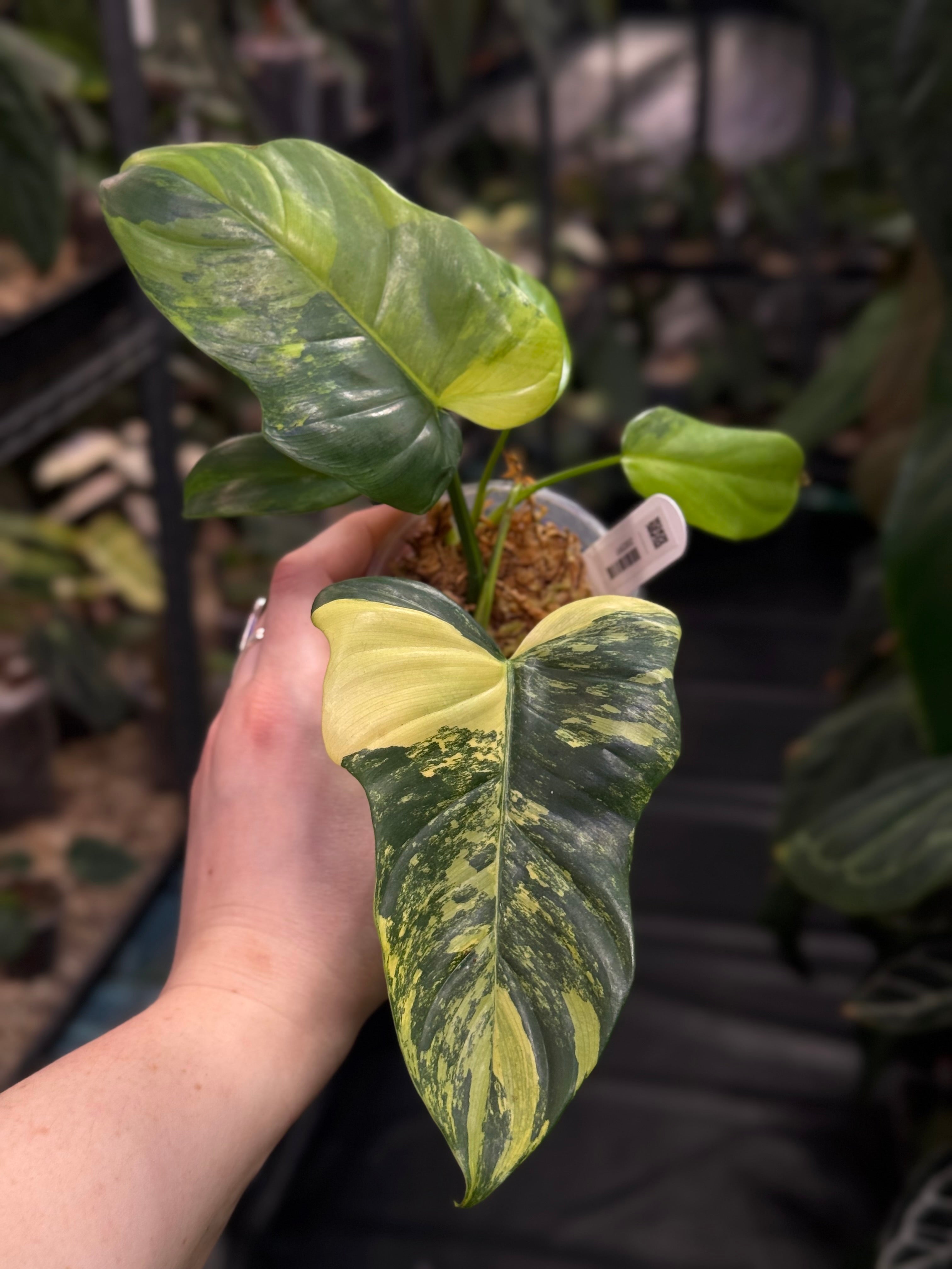 Philodendron Violin variegata