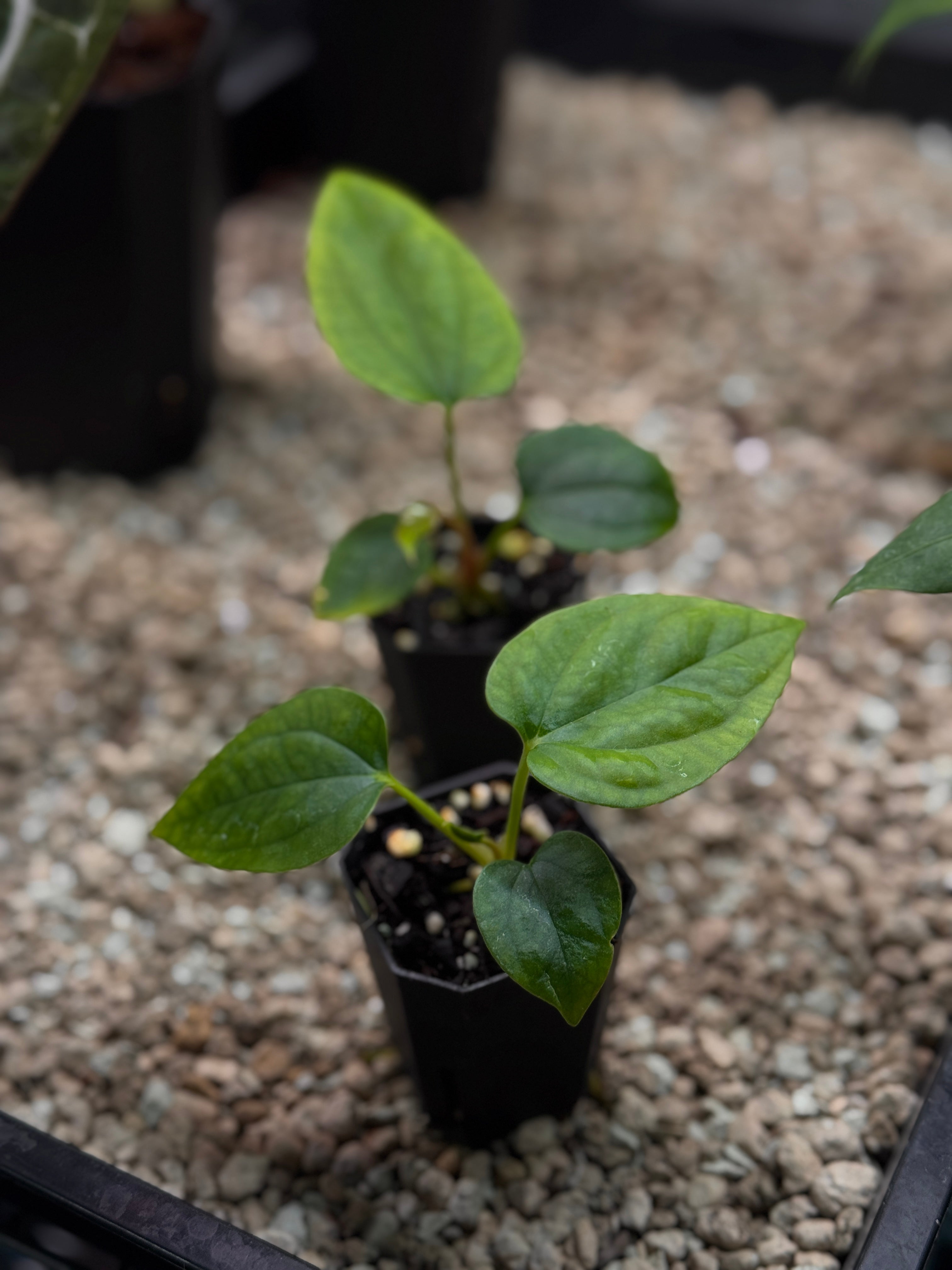 Anthurium Mr. Worldwide x Debile