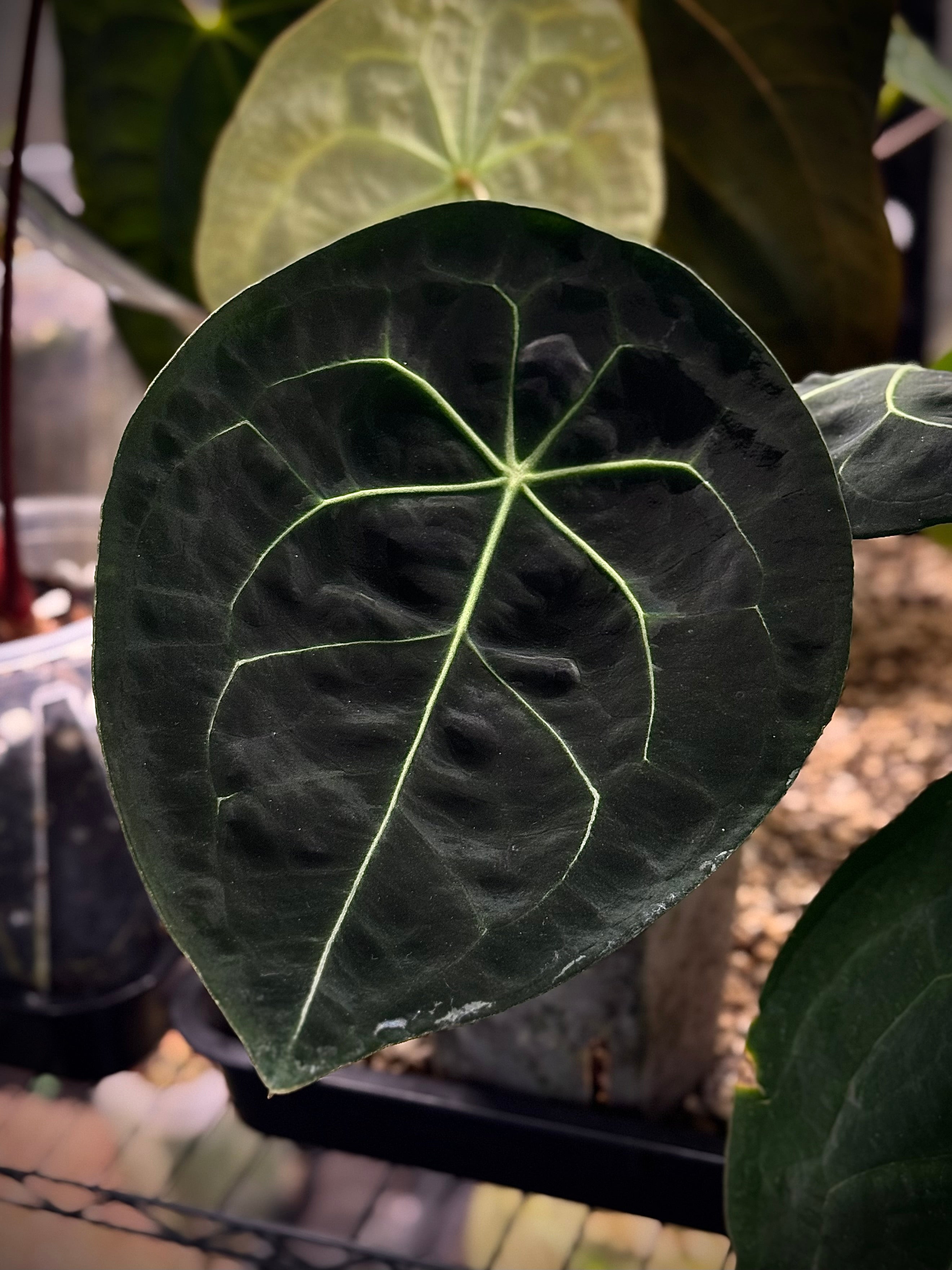NFS: Anthurium Forgetii Dark Form