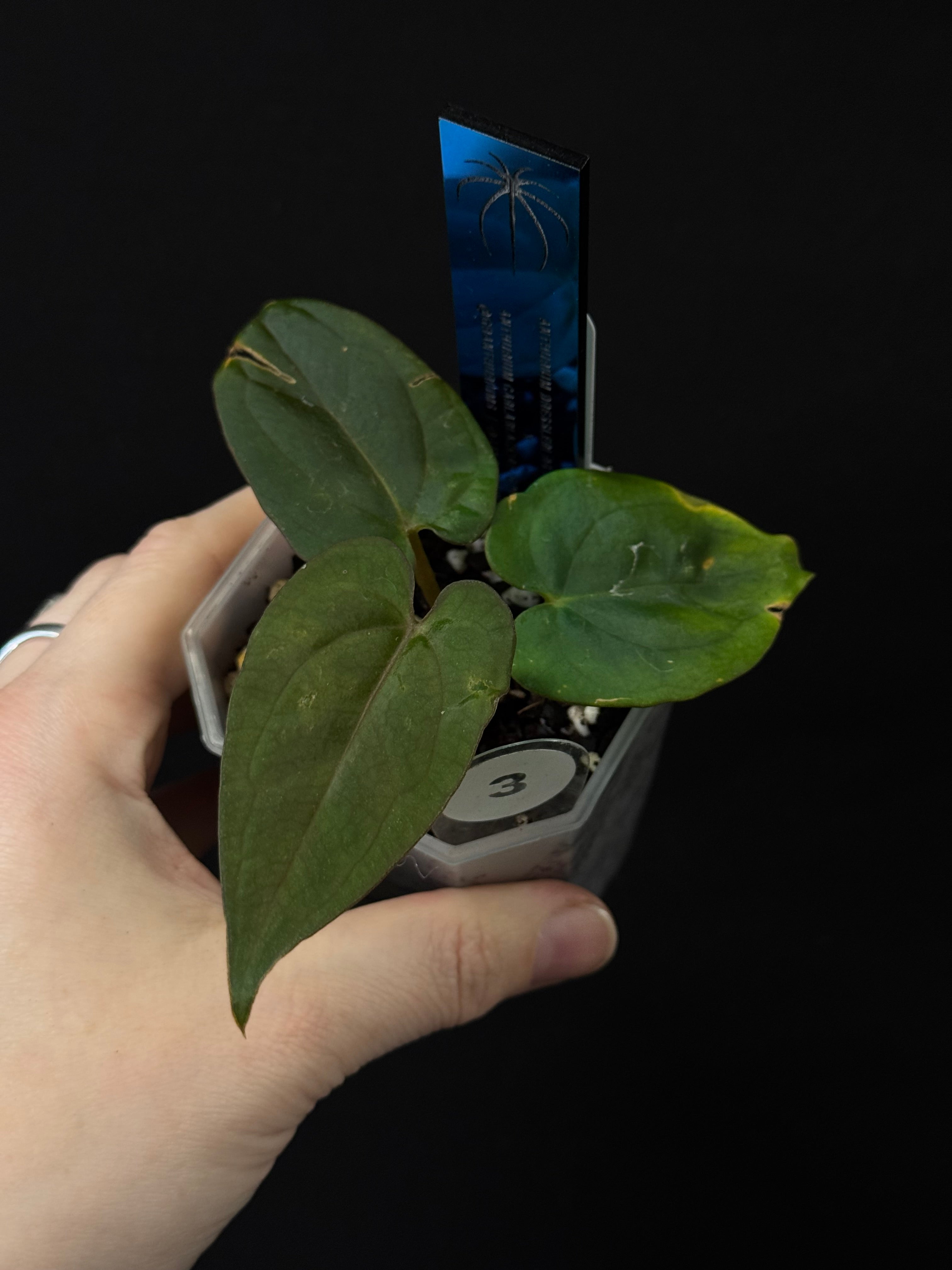 Anthurium Dressleri RG F2 ‘Dark Clone’ x Carlablackiae GPH-001