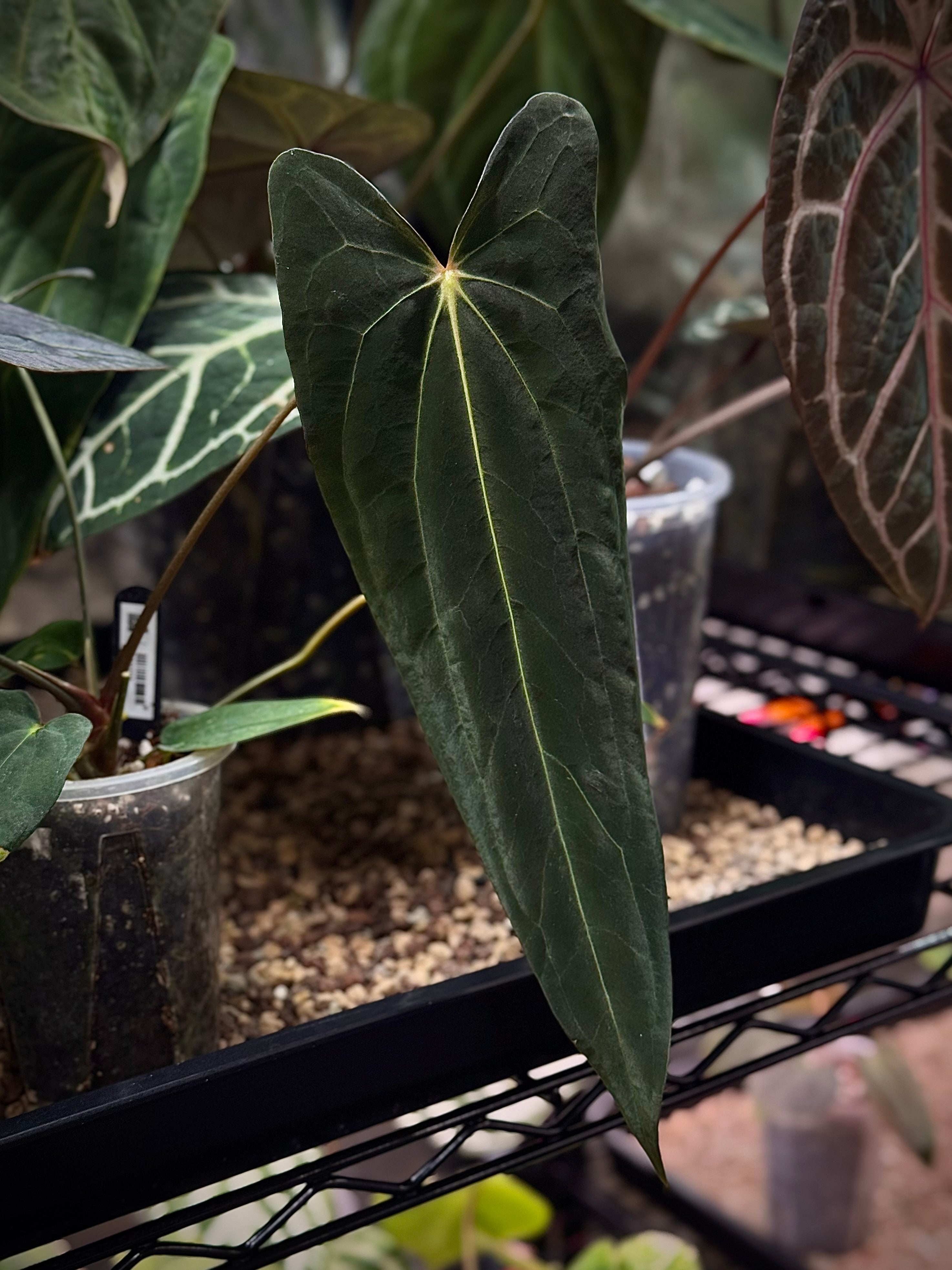 NFS: Anthurium (Fort Sherman x self) x (Carlablackiae x Papillilaminum)
