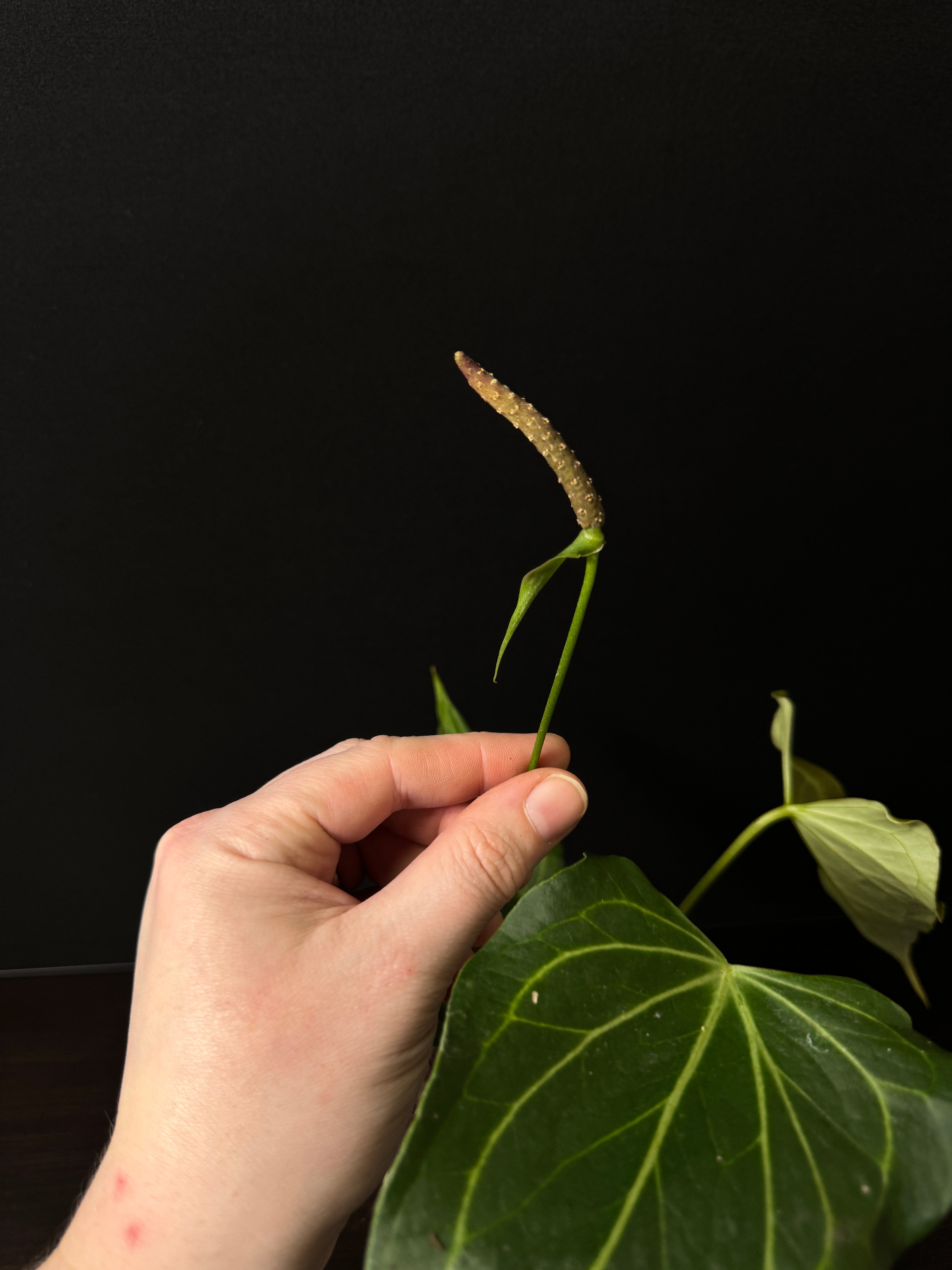 Anthurium 'Delta Force'