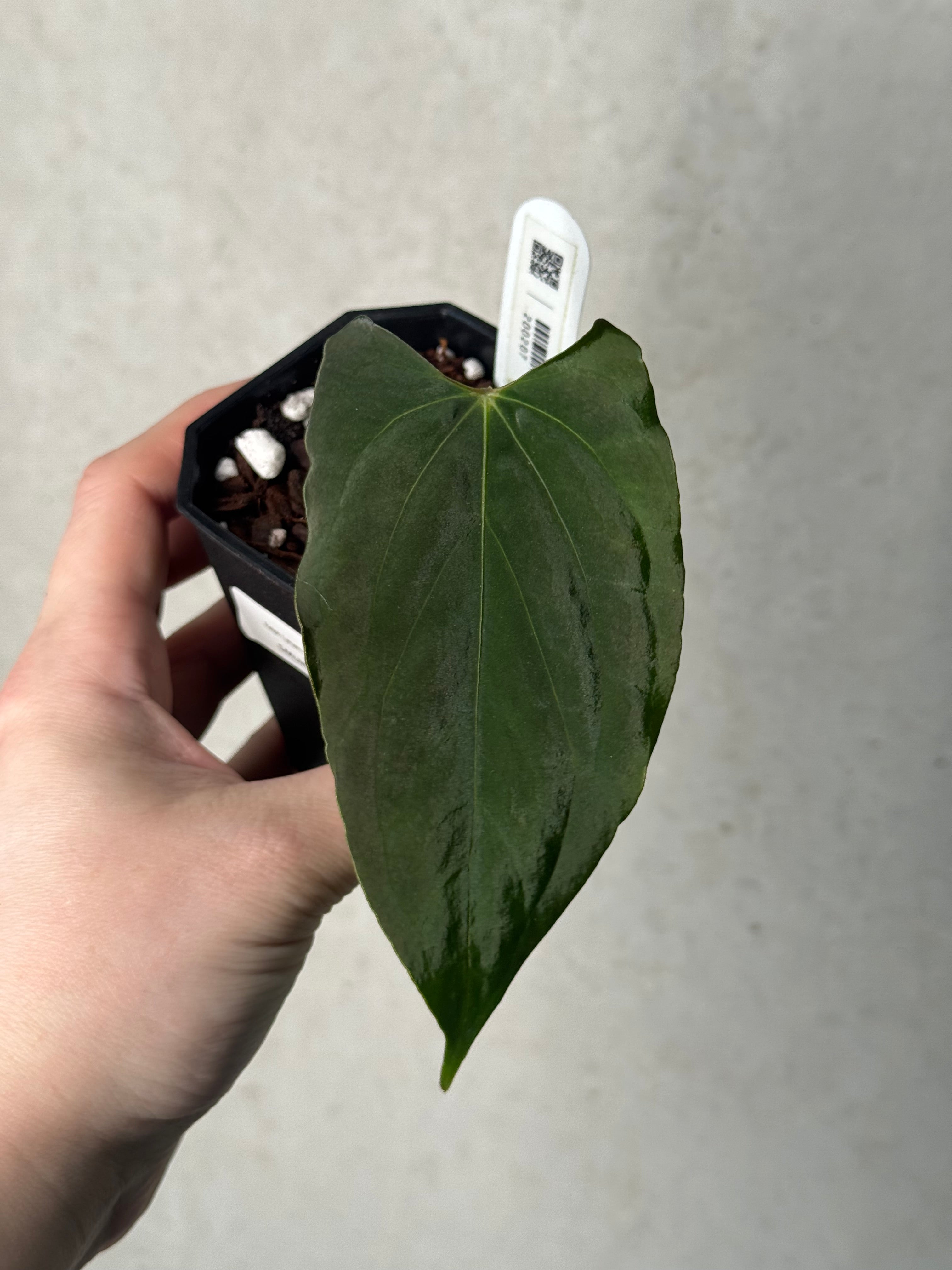 Anthurium Ralph Lynam x self (Wide sinus) - Clone - Pre-order