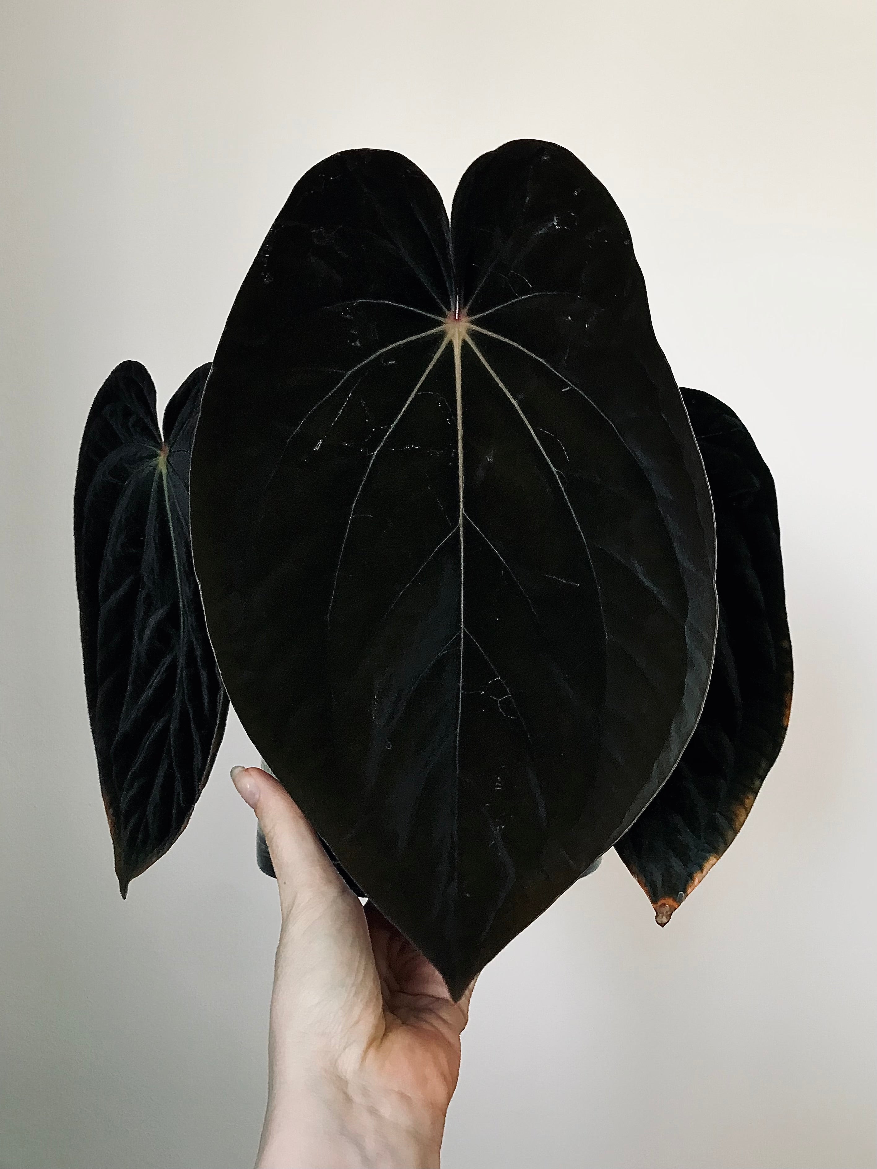 Anthurium BVEP 'Laila' x Ace of Spades Dark Form