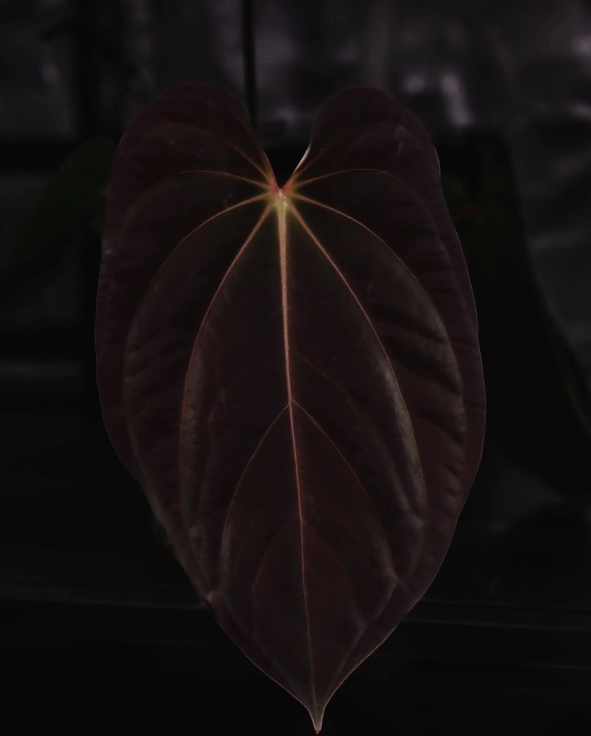 Anthurium Dark Phoenix S1 x BVEP (Round x RA1)