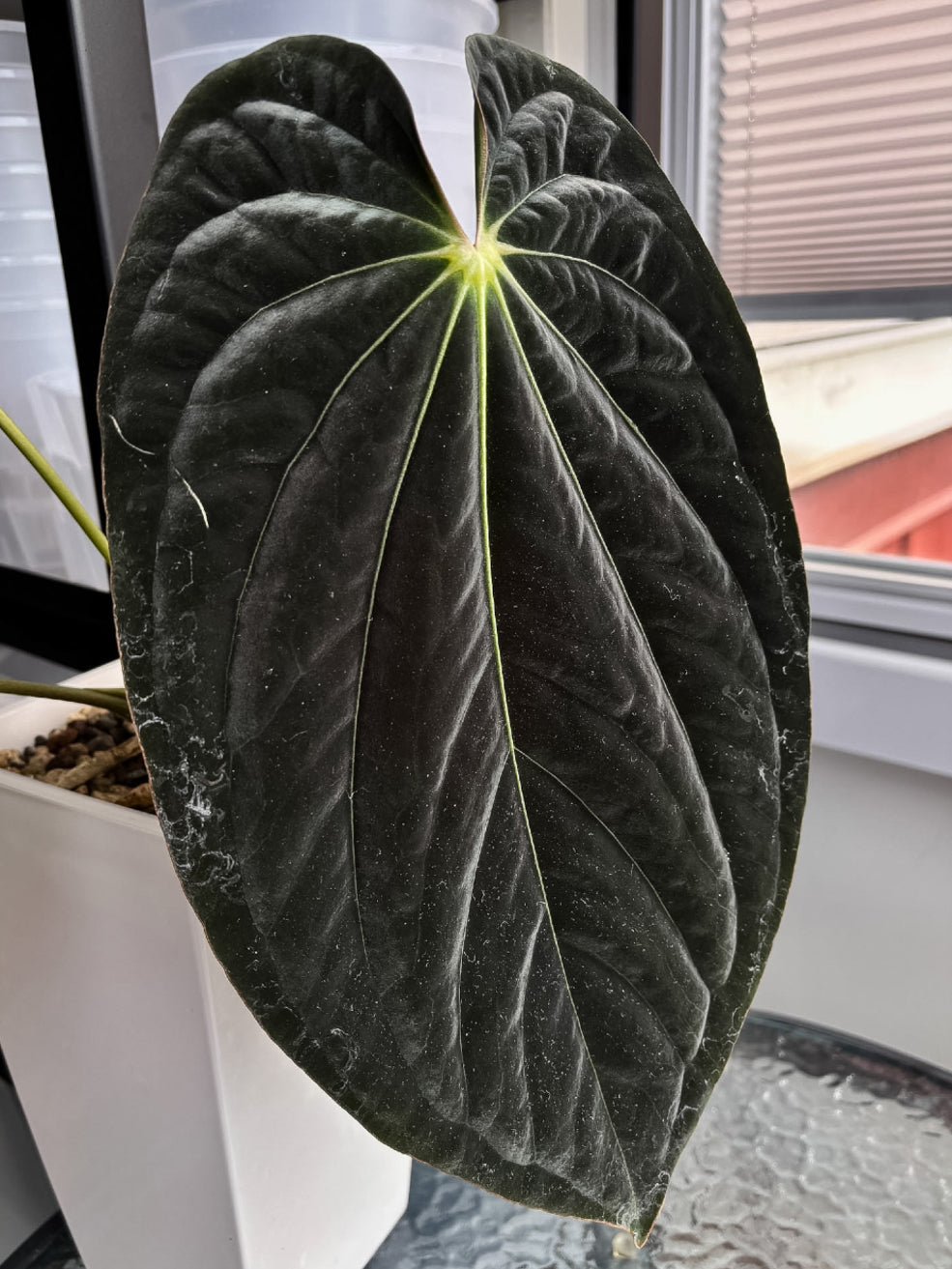 Anthurium BVEP ('Round' x RA1) 'Ruin' x Portillae 'Dorito' - Rare