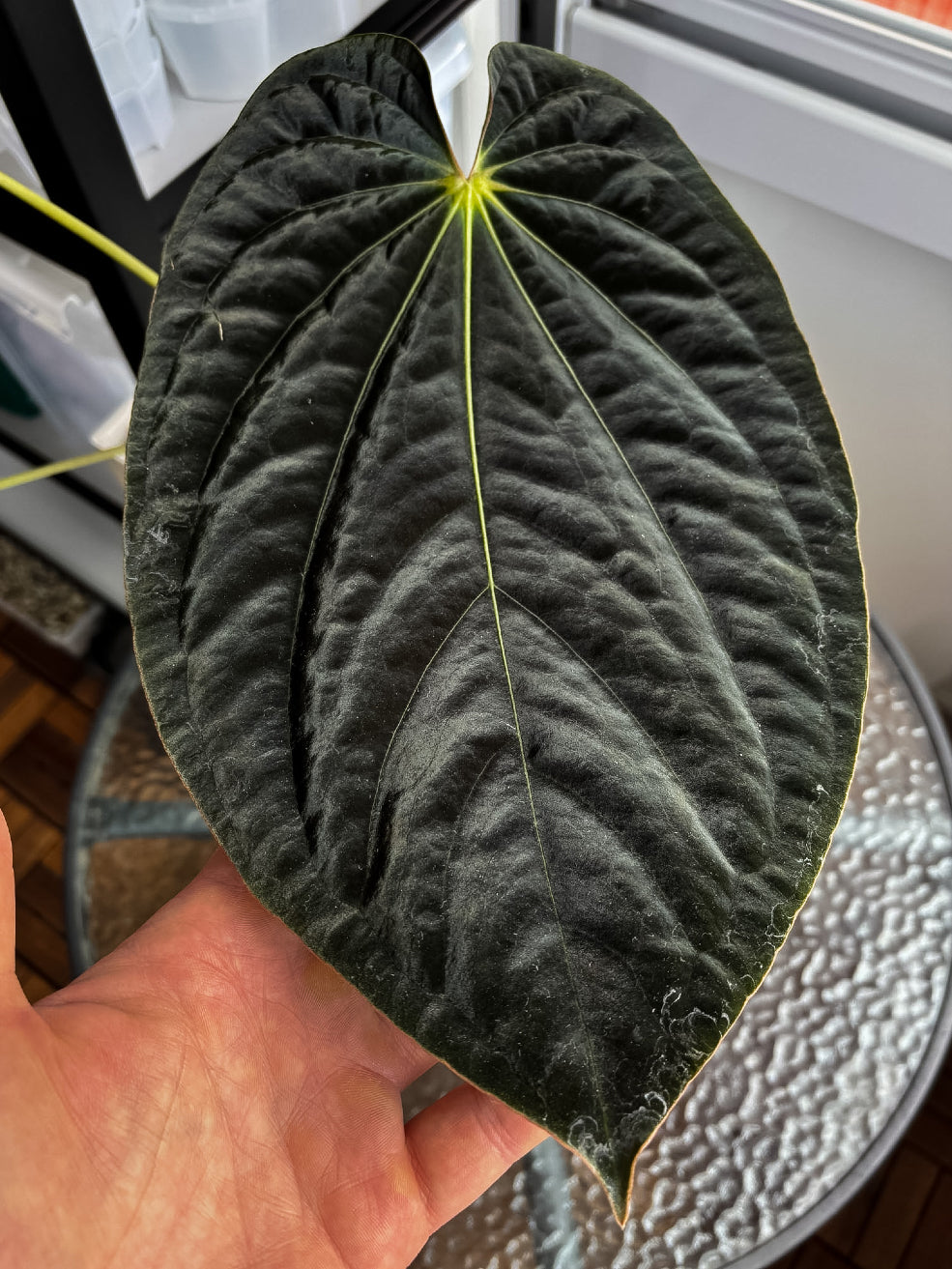 Anthurium BVEP ('Round' x RA1) 'Ruin' x Portillae 'Dorito' - Rare