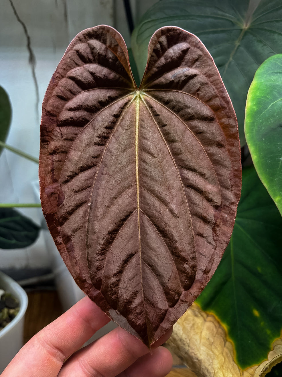 Anthurium BVEP ('Round' x RA1) 'Ruin' x Portillae 'Dorito' - Rare
