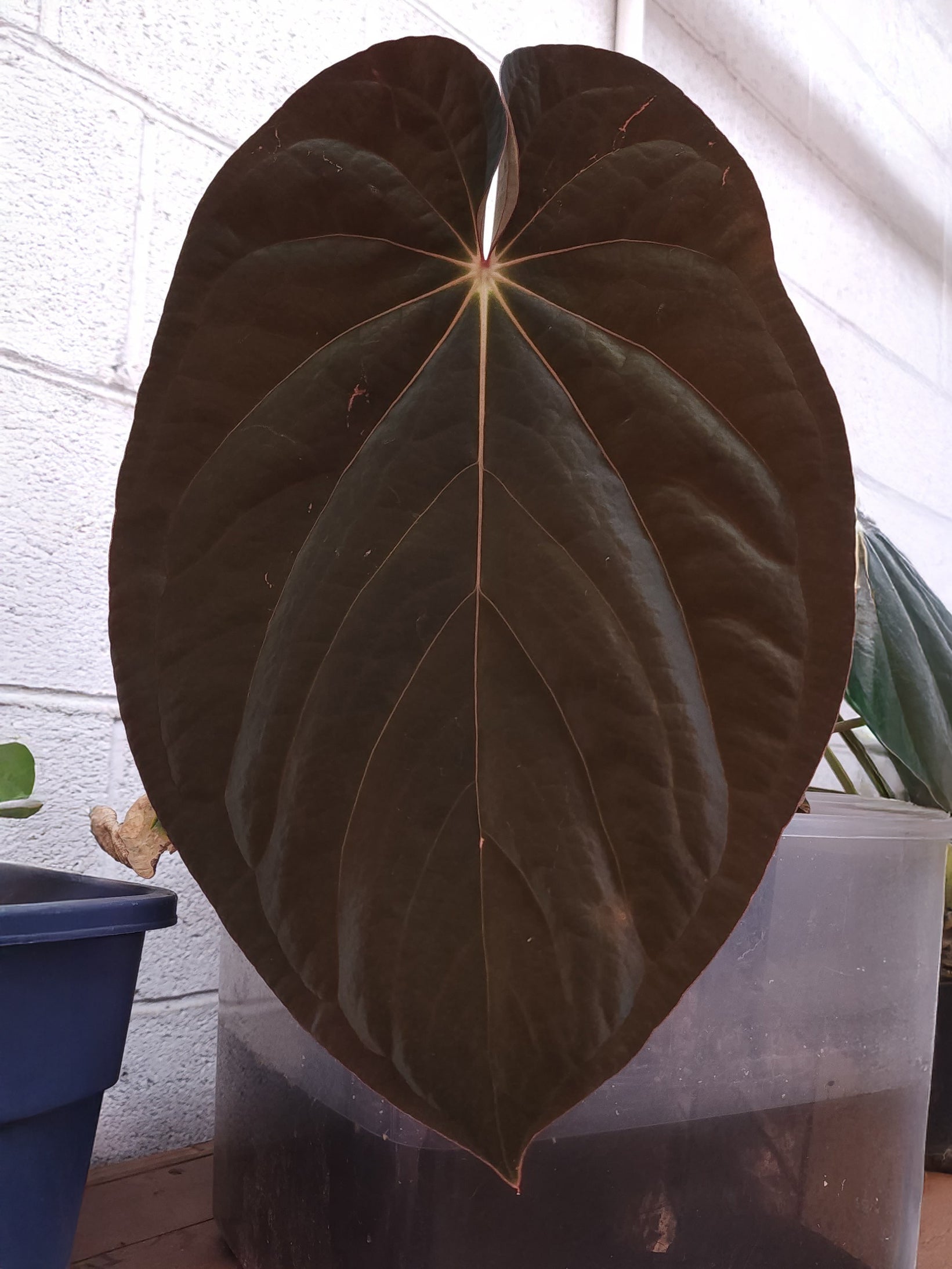 Anthurium BVEP ('Round' x RA1) x Kunayalense CC1