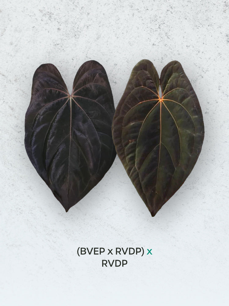 Anthurium plant from SMUKHI featuring vibrant green leaves and colorful spathes, a hybrid of BVEP and RVDP varieties.