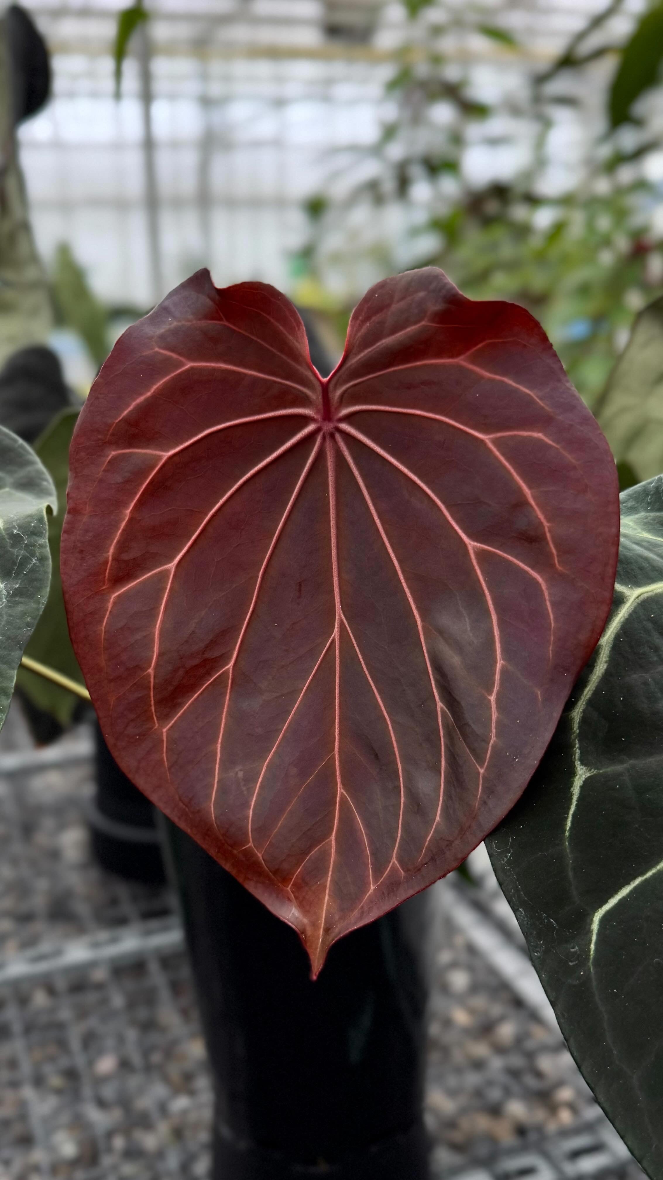 Variegated Stingray Anthurium plant with dark green and variegated leaves, hybrid of Black Widow and Michelle varieties.