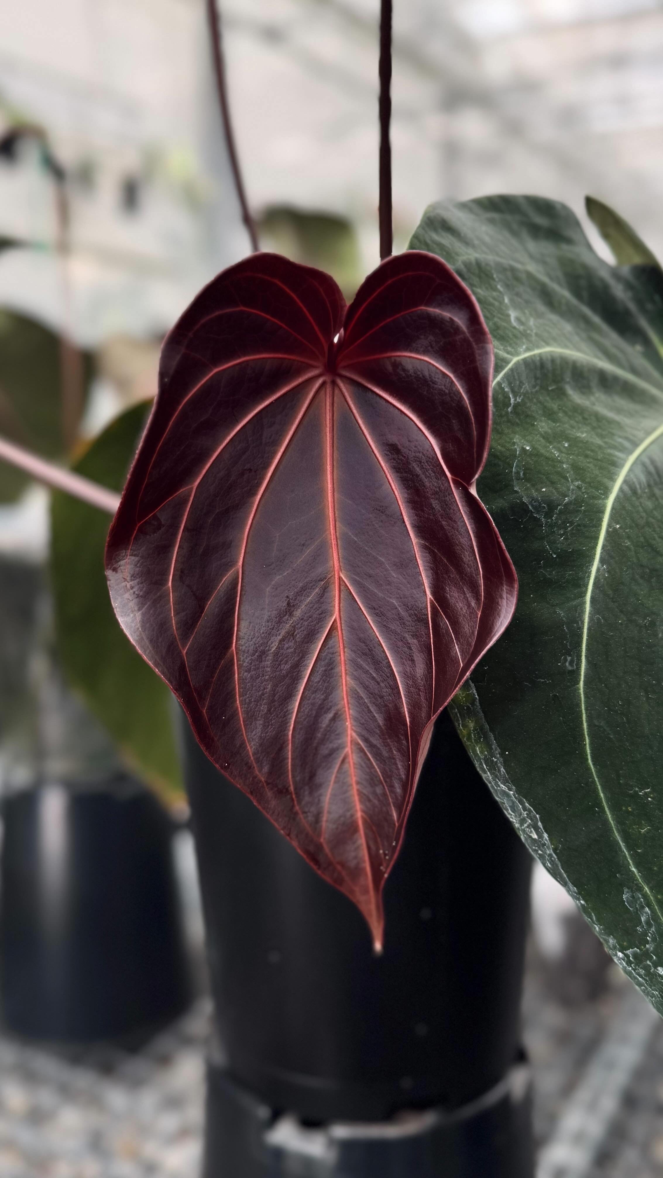 Variegated Stingray Anthurium plant with black and red foliage, showcasing the Black Widow x Red Velvet Cake and Ace of Spades varieties.