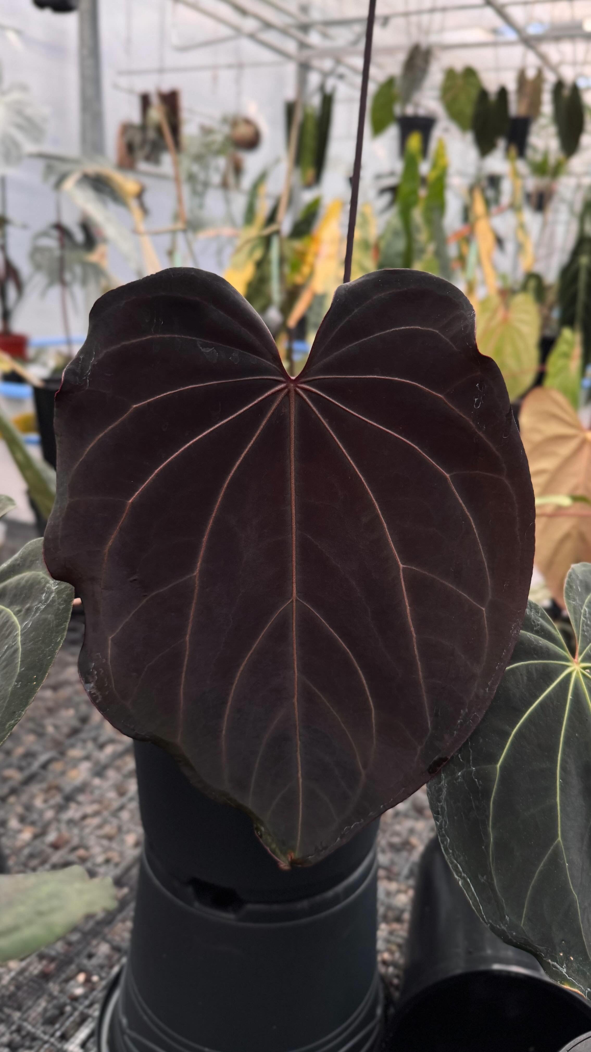 Variegated Stingray Anthurium plant with dark glossy leaves and vibrant red and black foliage, labeled BW-x-RVC-2-02.