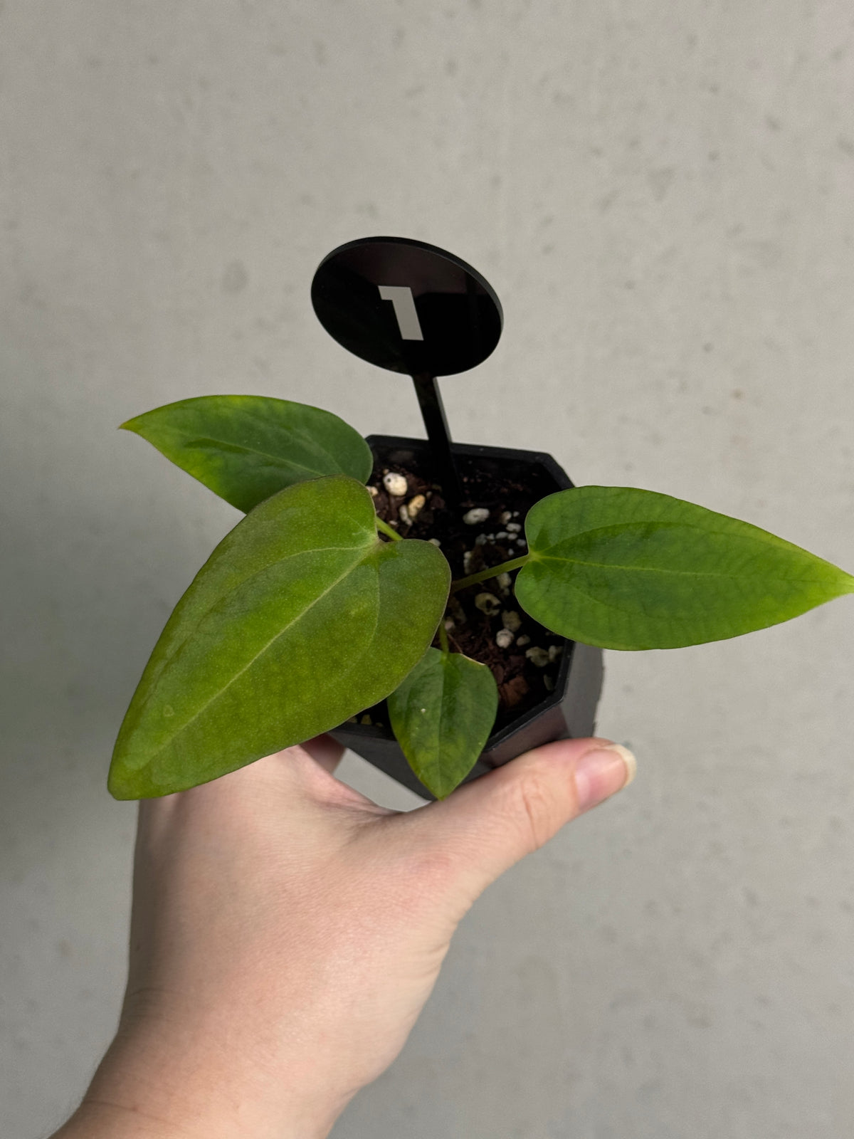 Crystallinaminum Anthurium plant with glossy green leaves and unique foliage, featuring a mix of 'Ruin' and 'Dorito' varieties.