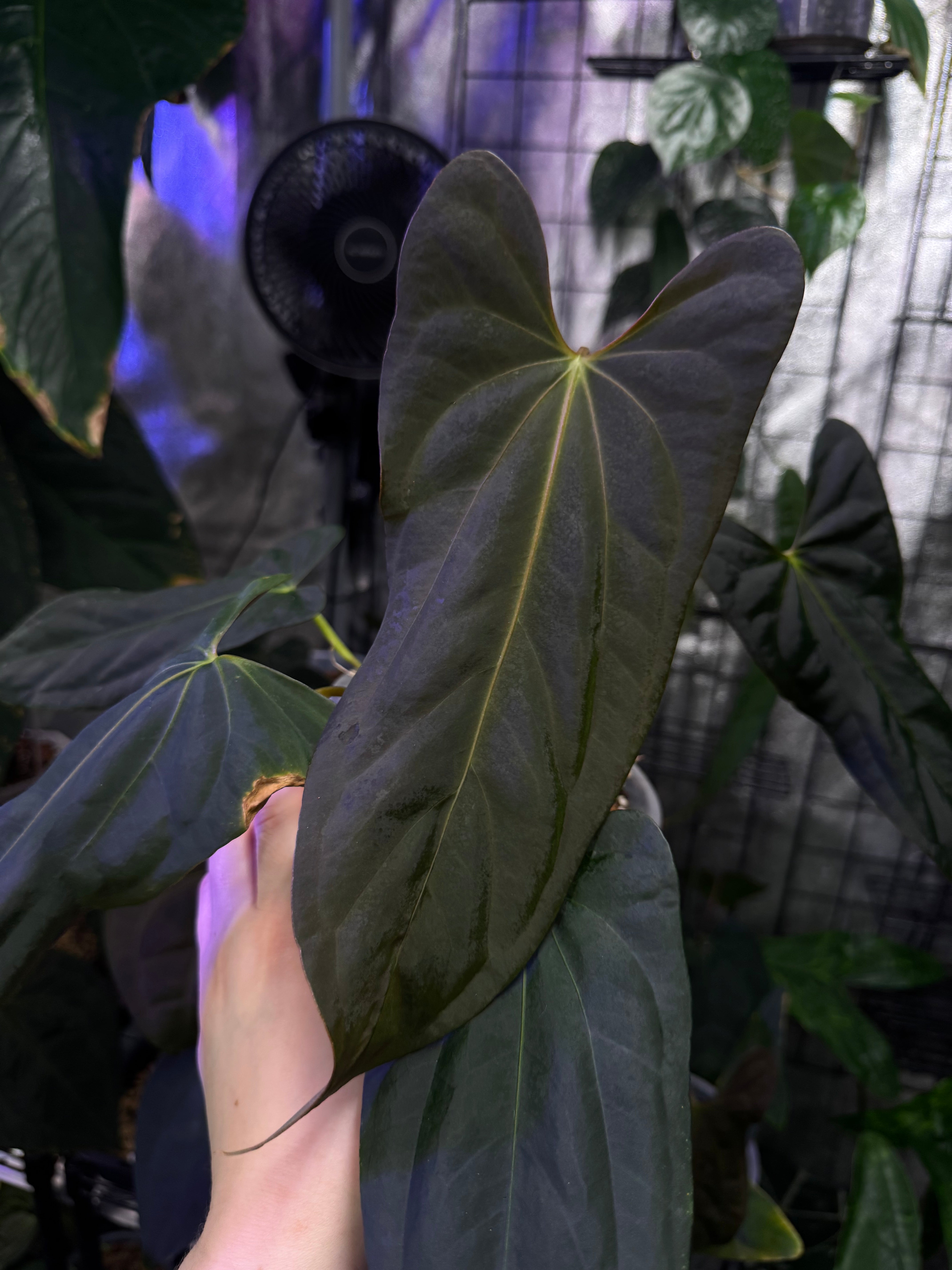 NFS: Anthurium (Subsignatum x Papillilaminum 'Marie') x FSxRL ‘Grim Reaper’