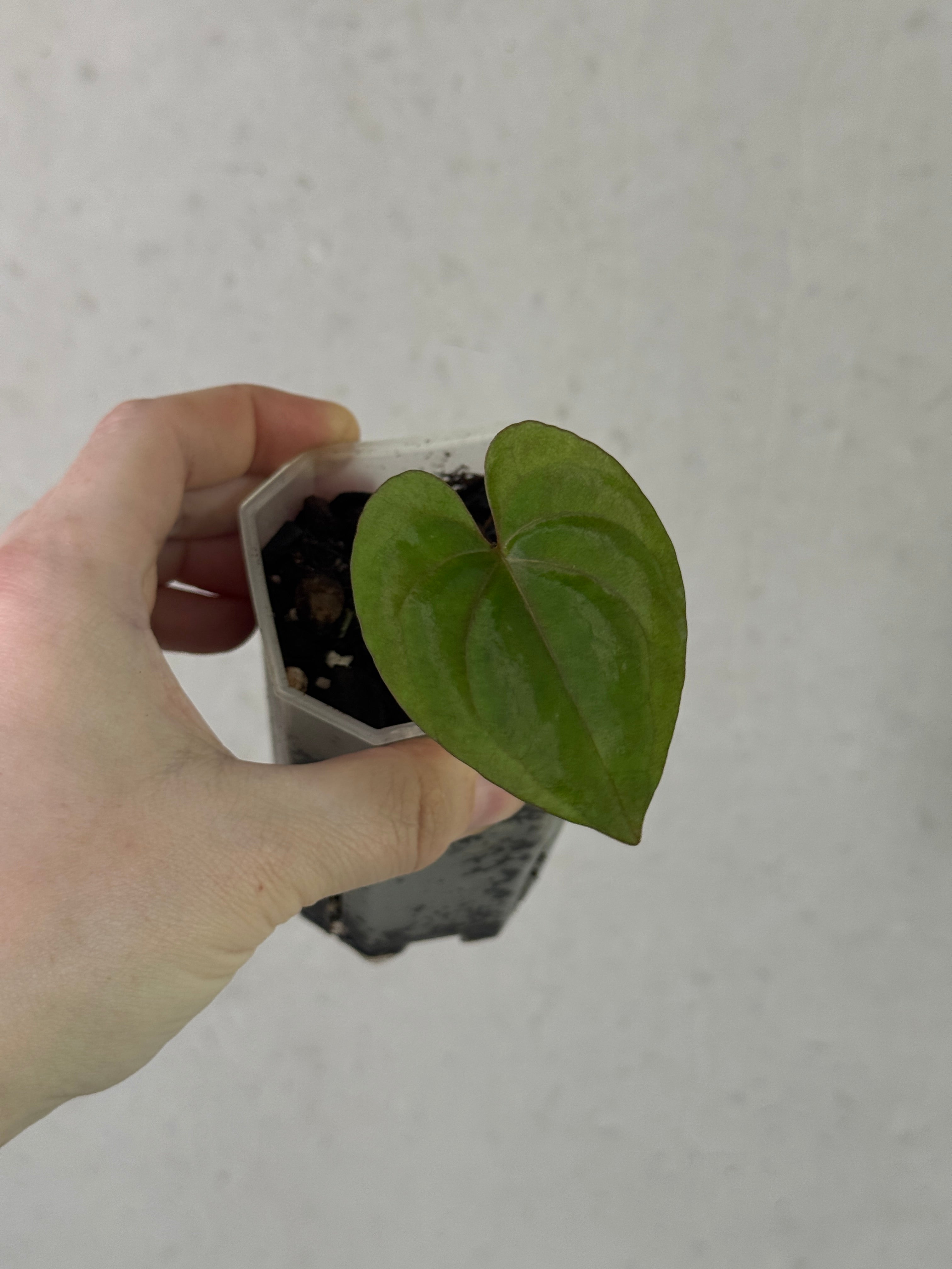 Anthurium Papillilaminum XDark Phoenix plant by SMUKHI with glossy green leaves and striking dark-colored foliage.