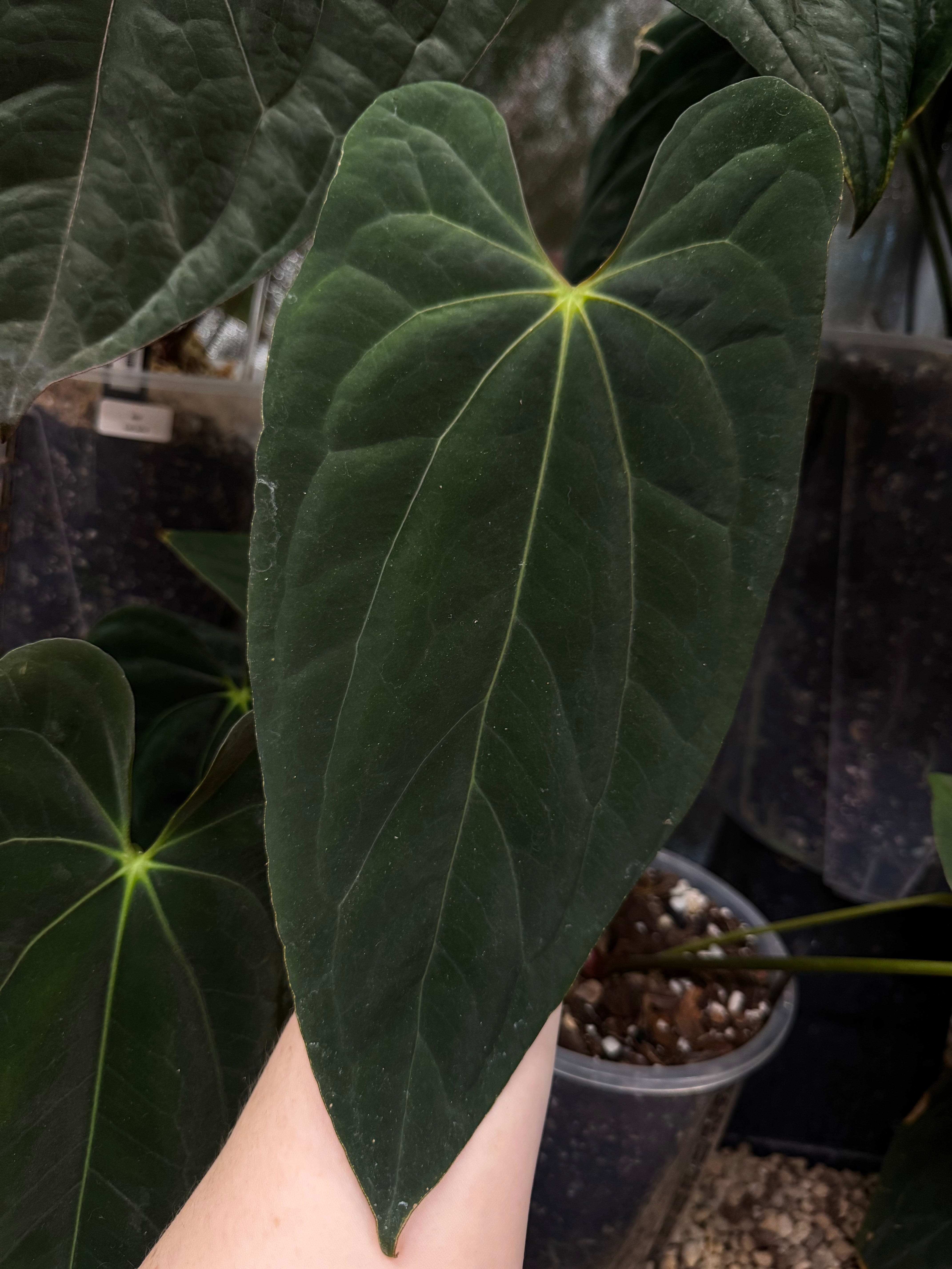 NFS: Anthurium Papillilaminum XOne