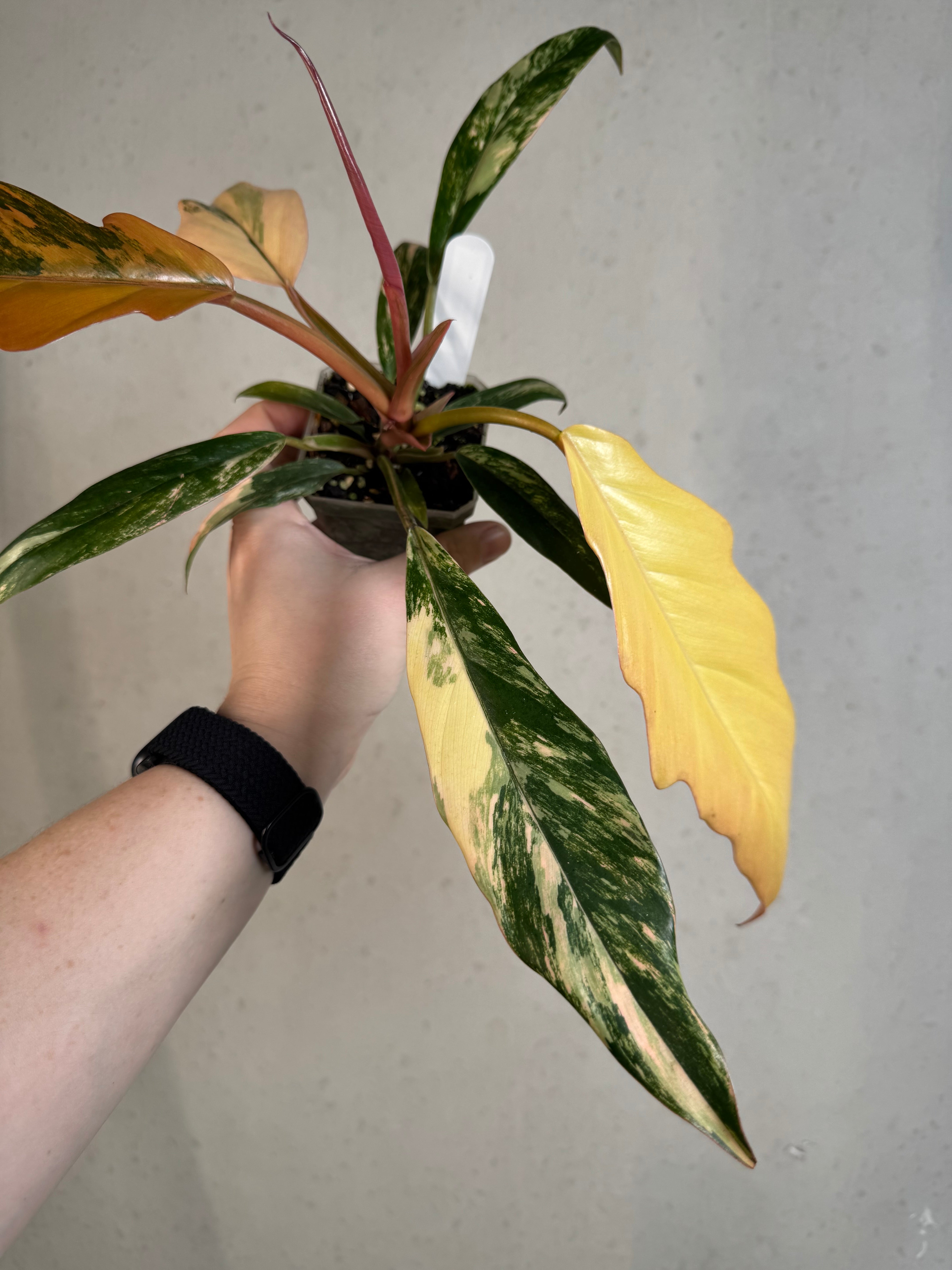 Philodendron Caramel Marble