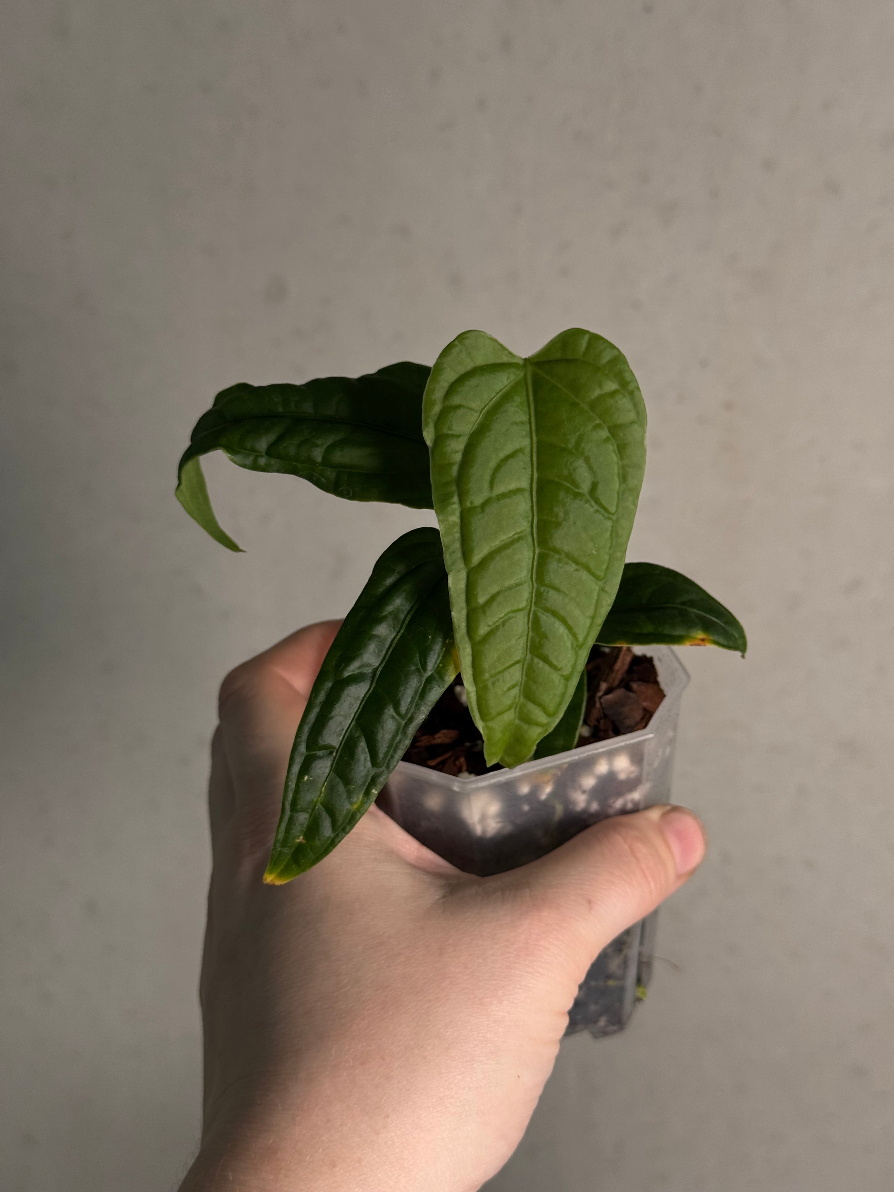 Anthurium Lappoanum S1