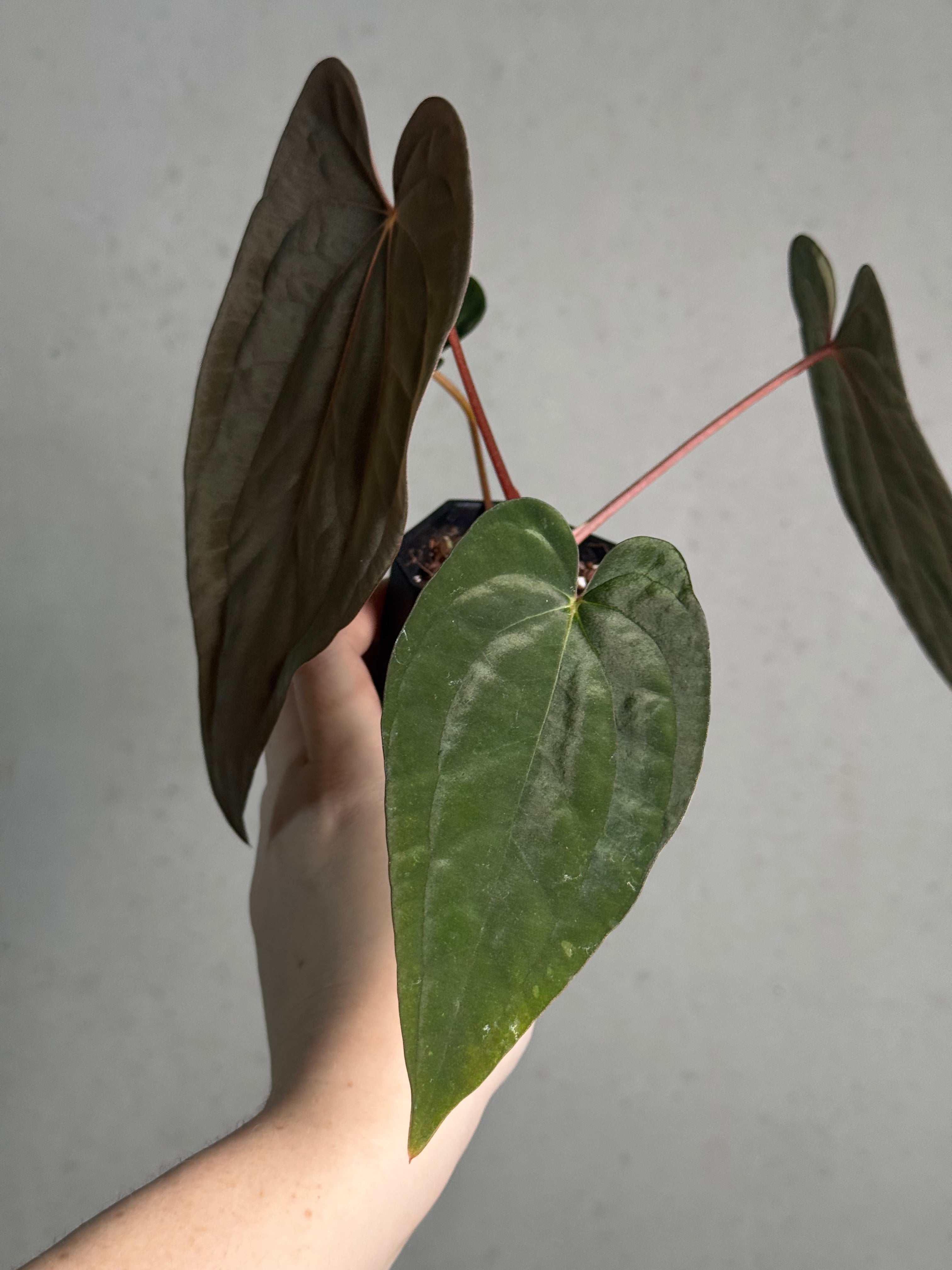 Anthurium Papillilaminum ‘WU1’ x Antolakii / BVEP 'Oliver' - Clone - SMUKHI