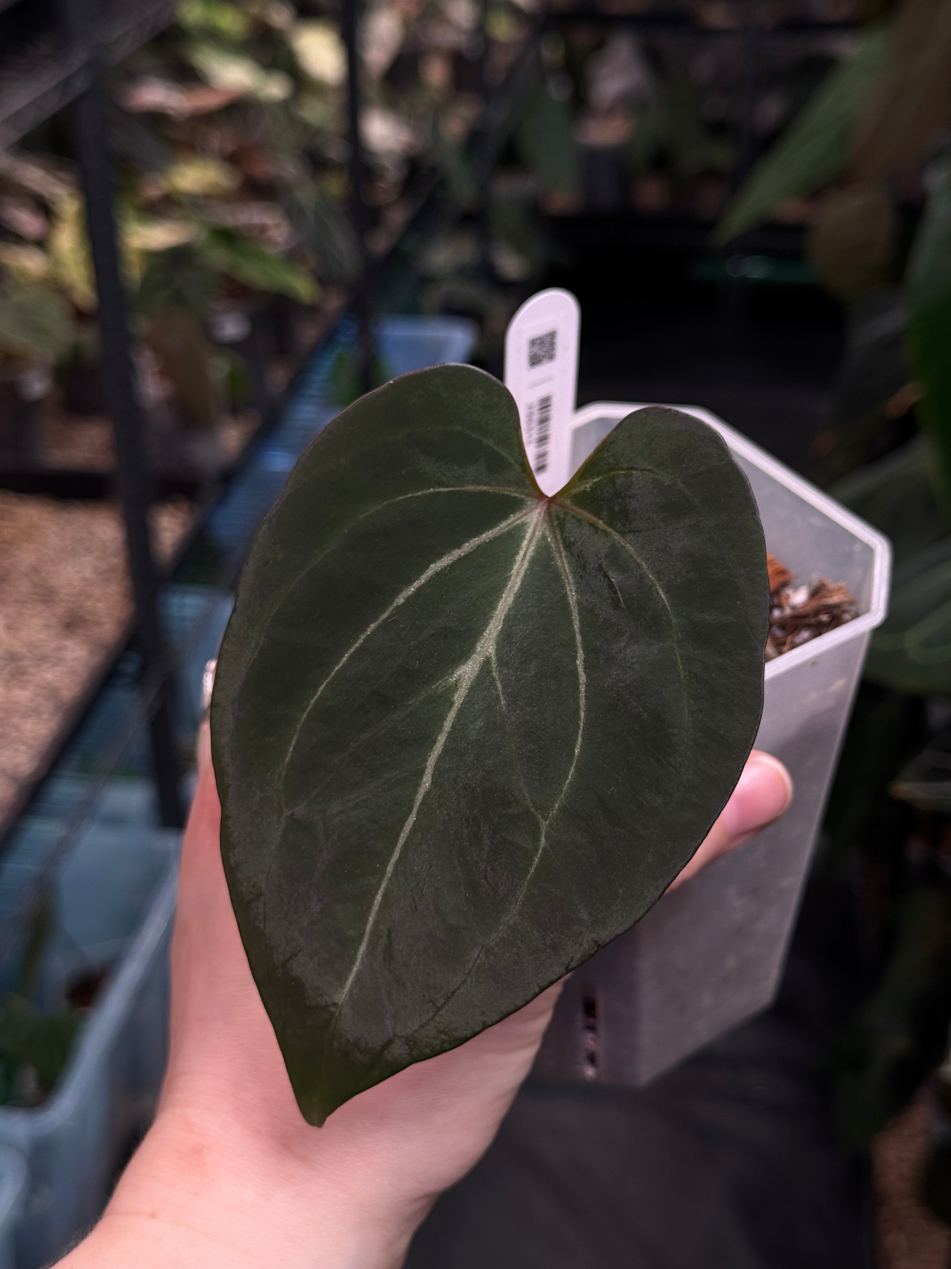 Anthurium King Of Spades / HU - Clone