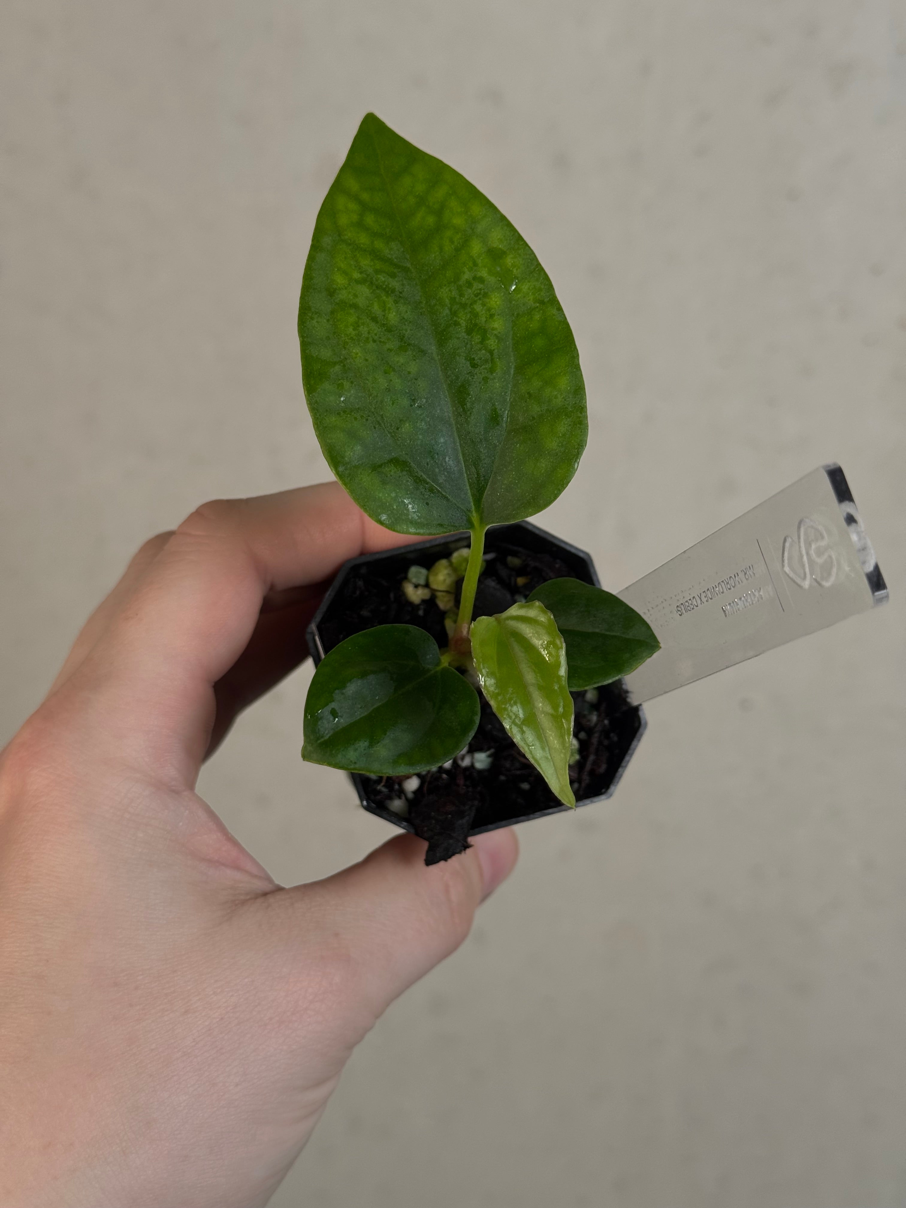 Anthurium Mr. Worldwide x Debile