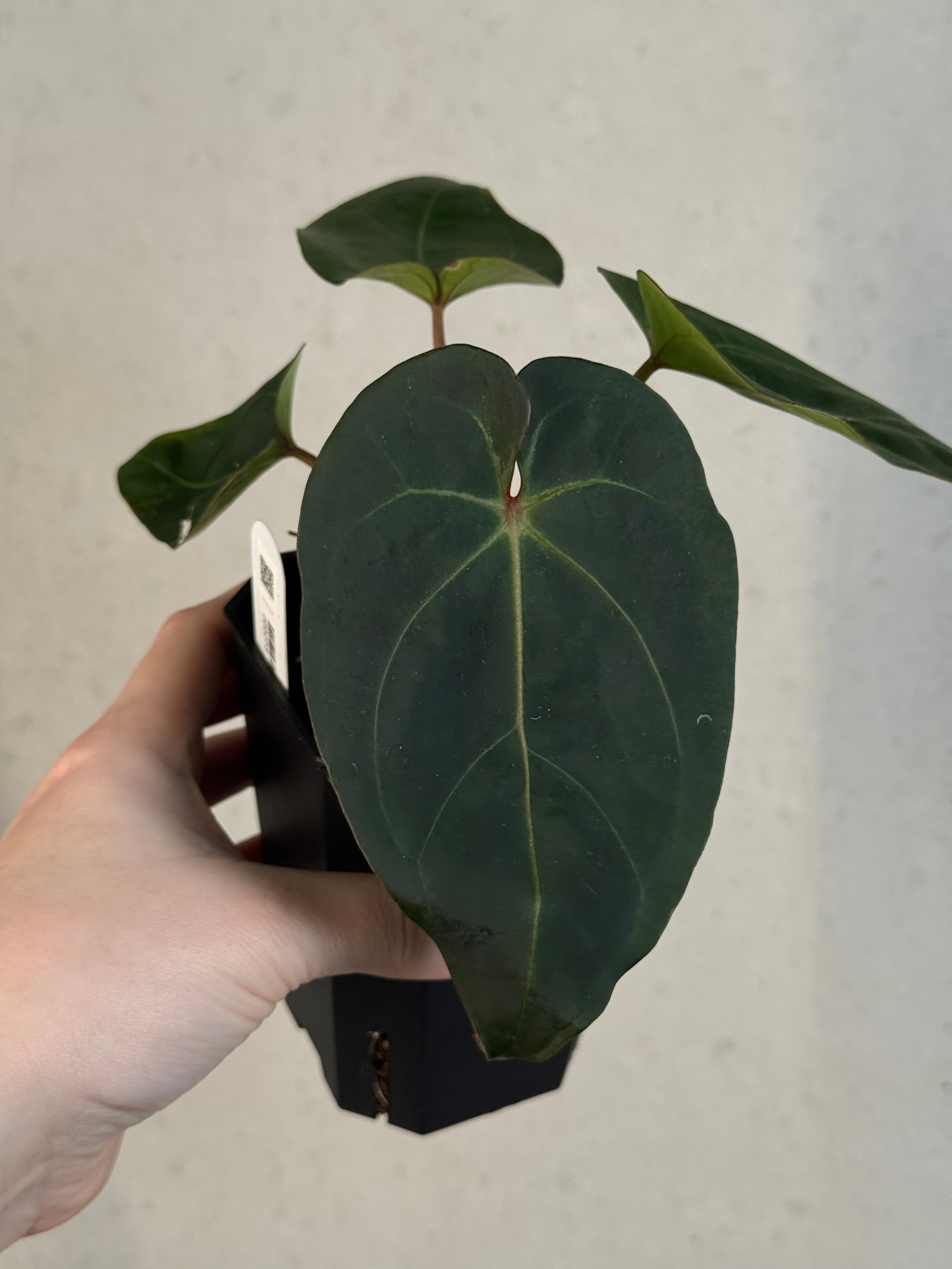 Anthurium noID / ‘Red Spider’ hybrid