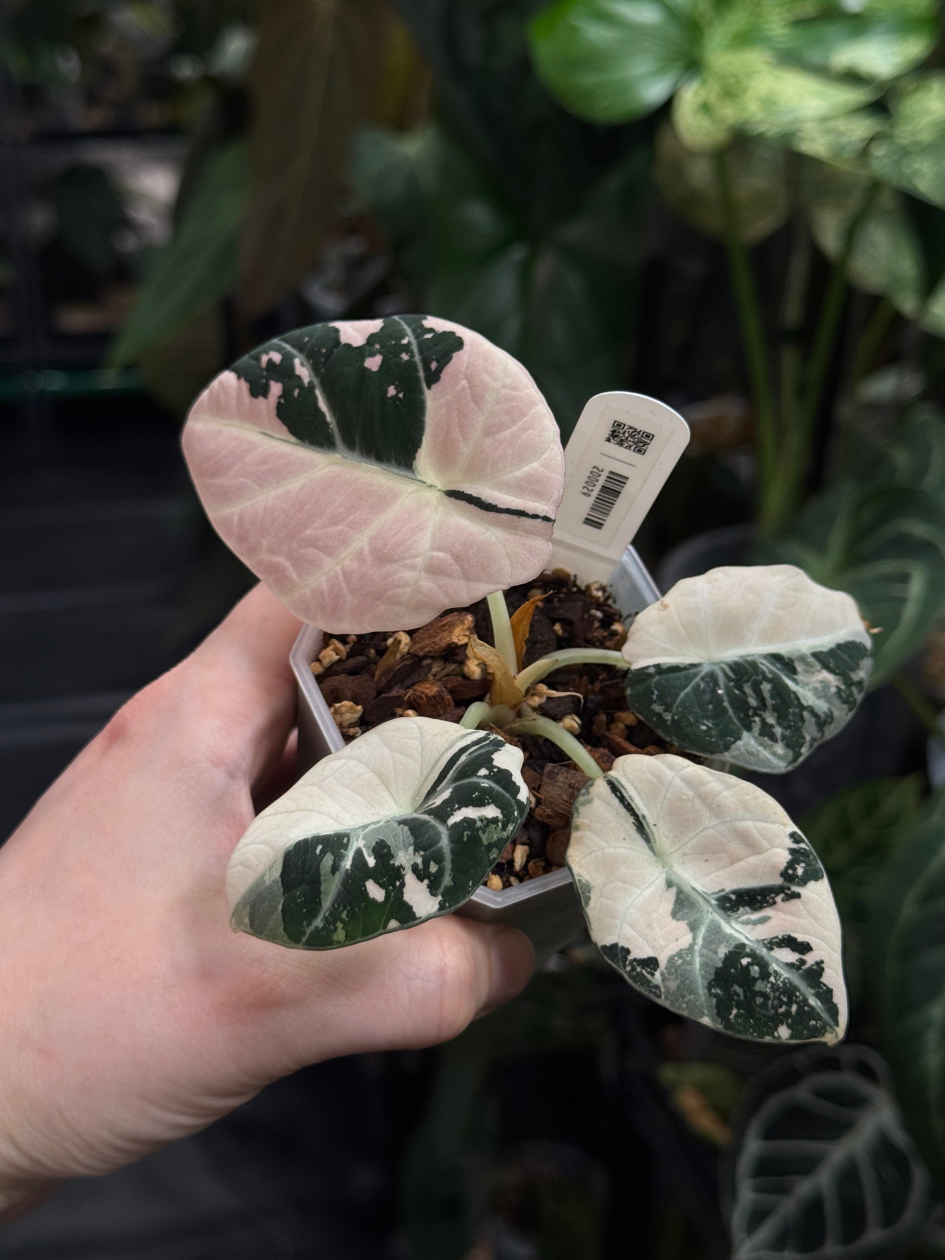 Alocasia Black Velvet Pink Variegata