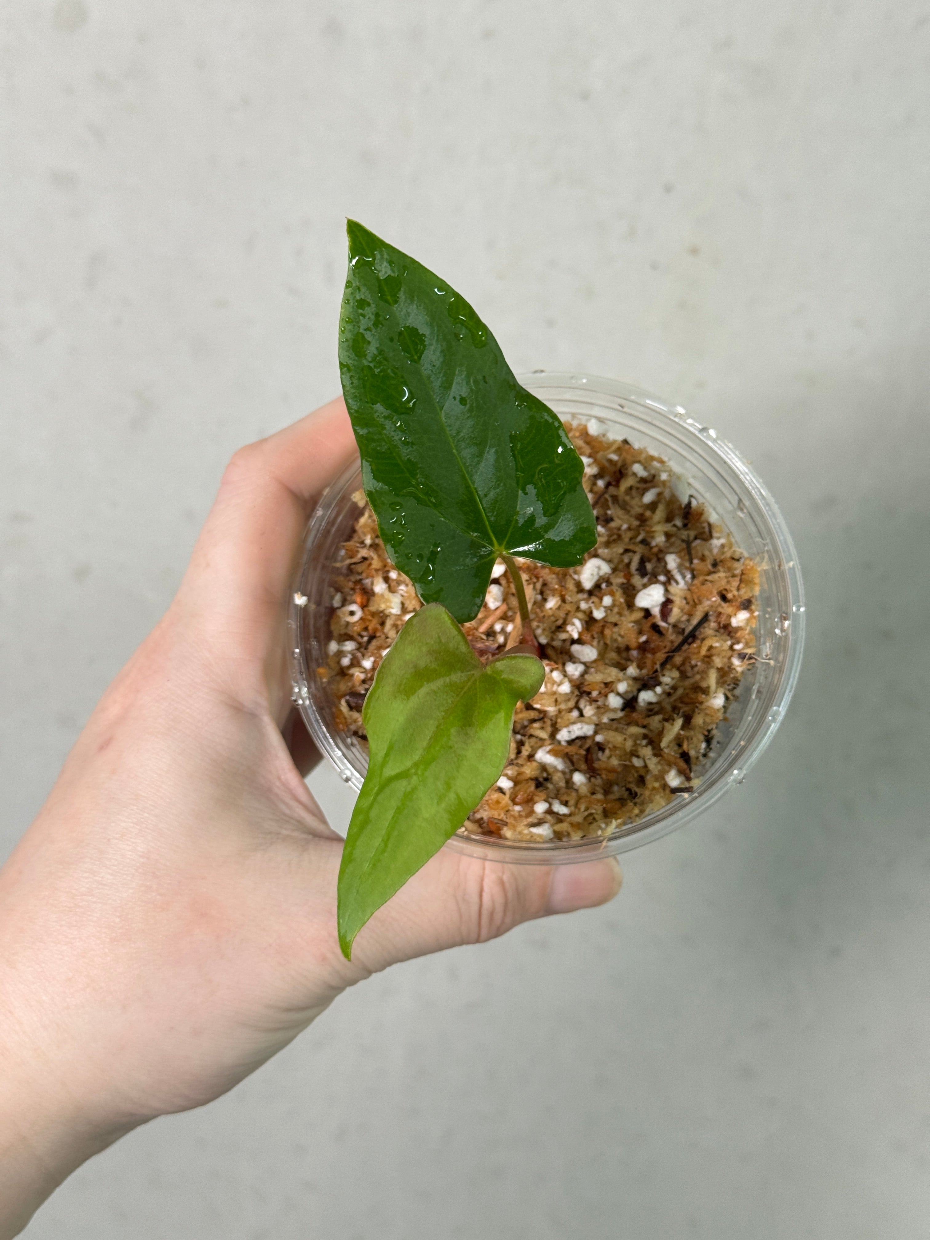 Anthurium Ralph Lynam S1 clone plant with glossy green leaves and red spathe, displayed in a decorative pot by SMUKHI.