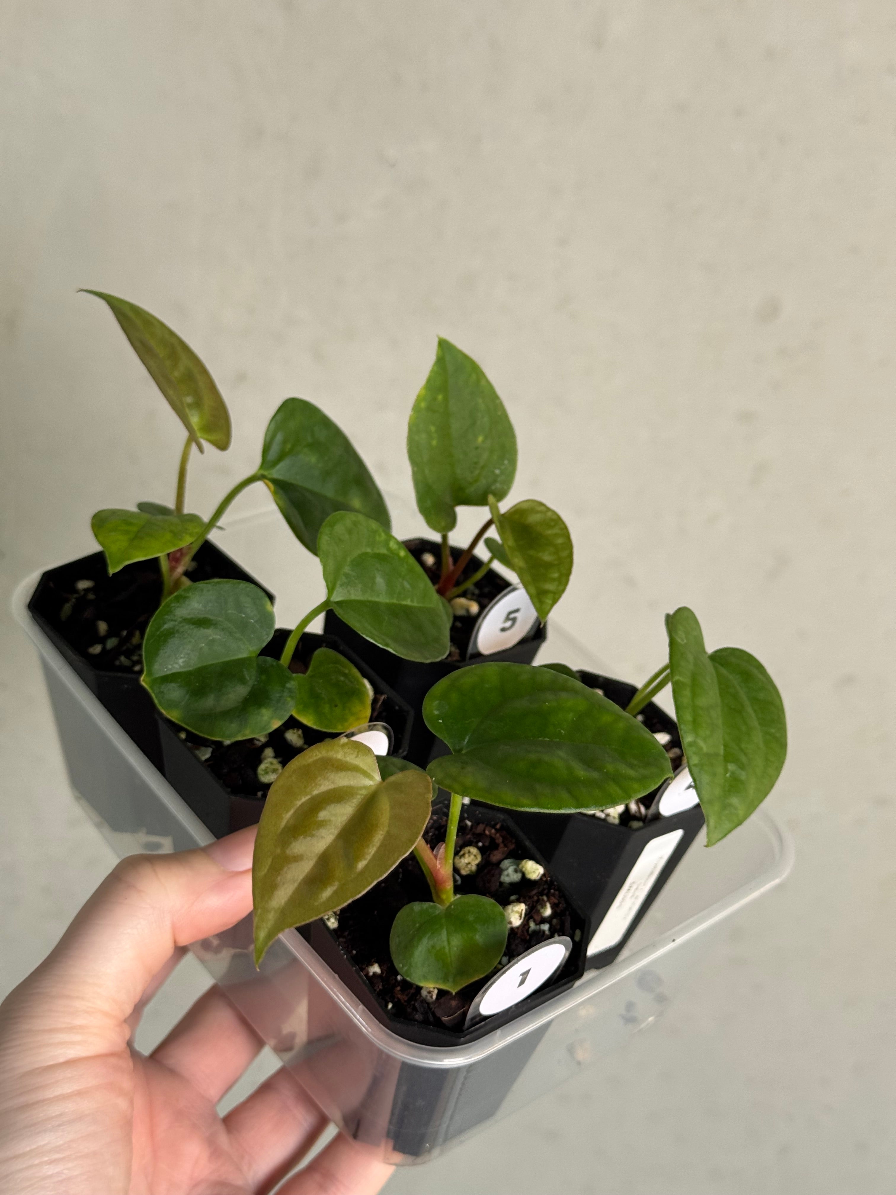 Anthurium (Crystallinum x Luxurians) x Goliath - SMUKHI