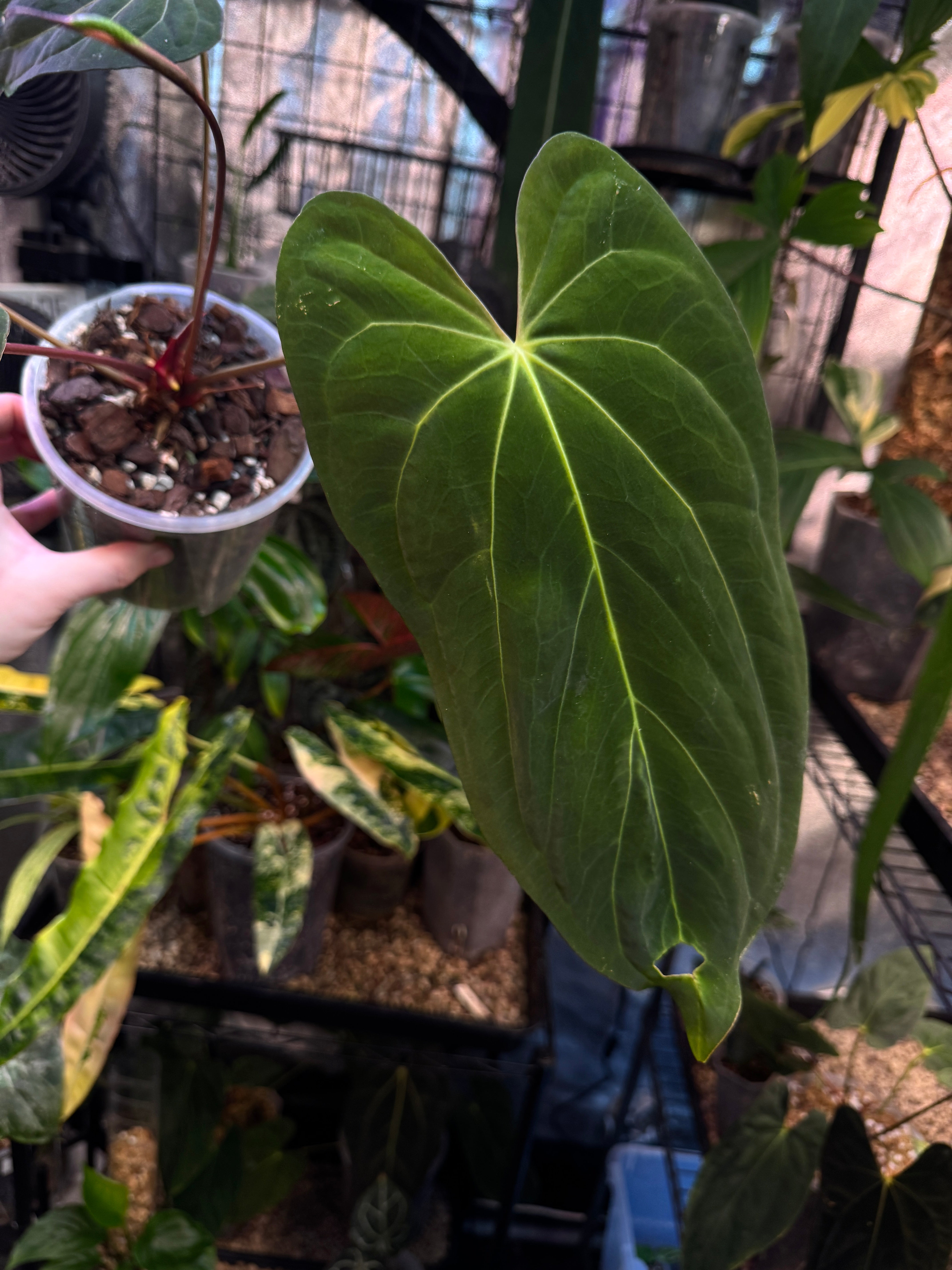 Anthurium Papillilaminum x