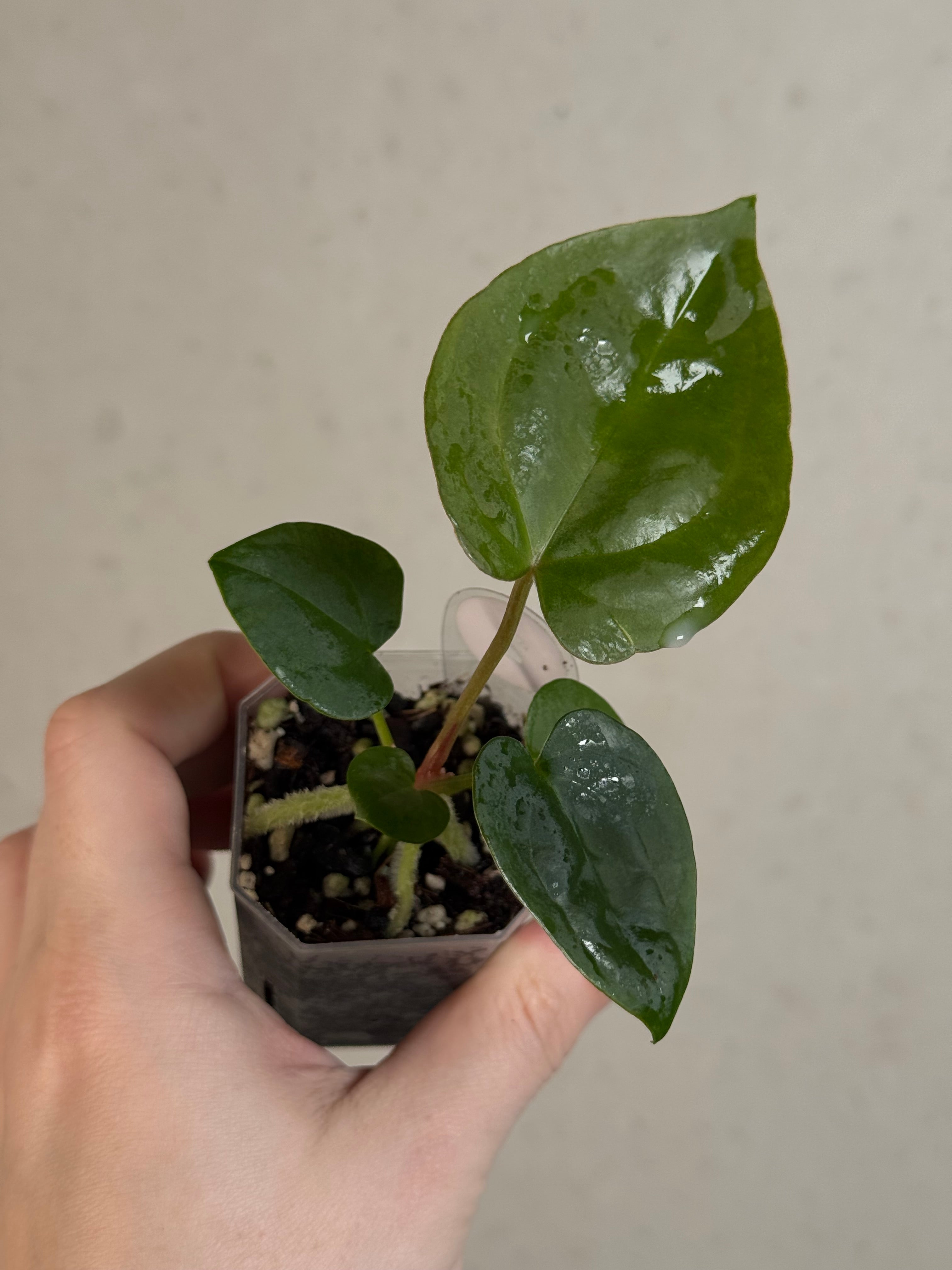 Anthurium (Goliath x Dark Phoenix) x Michelle
