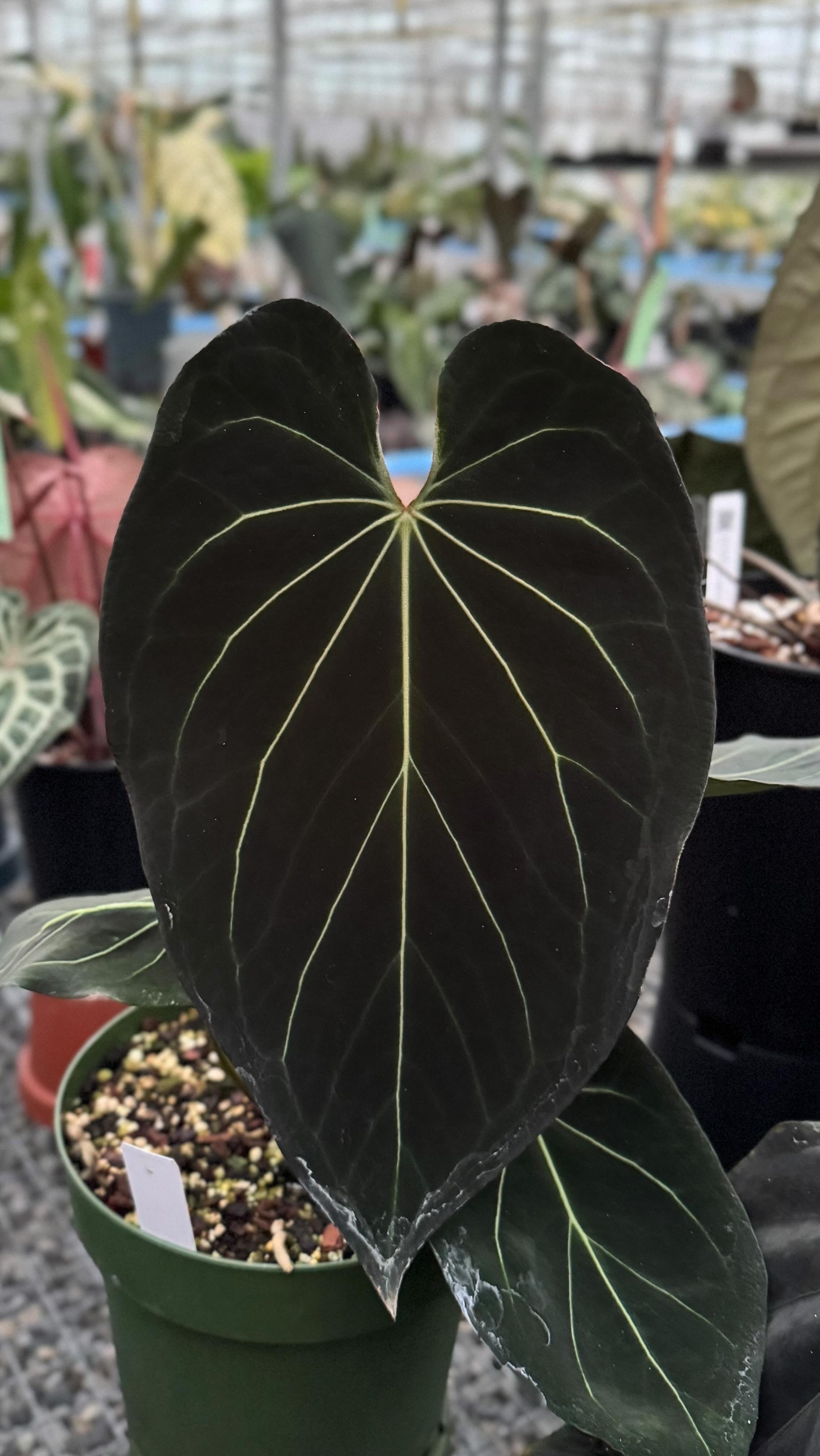 NFS: Anthurium Black Widow x Black Widow #4