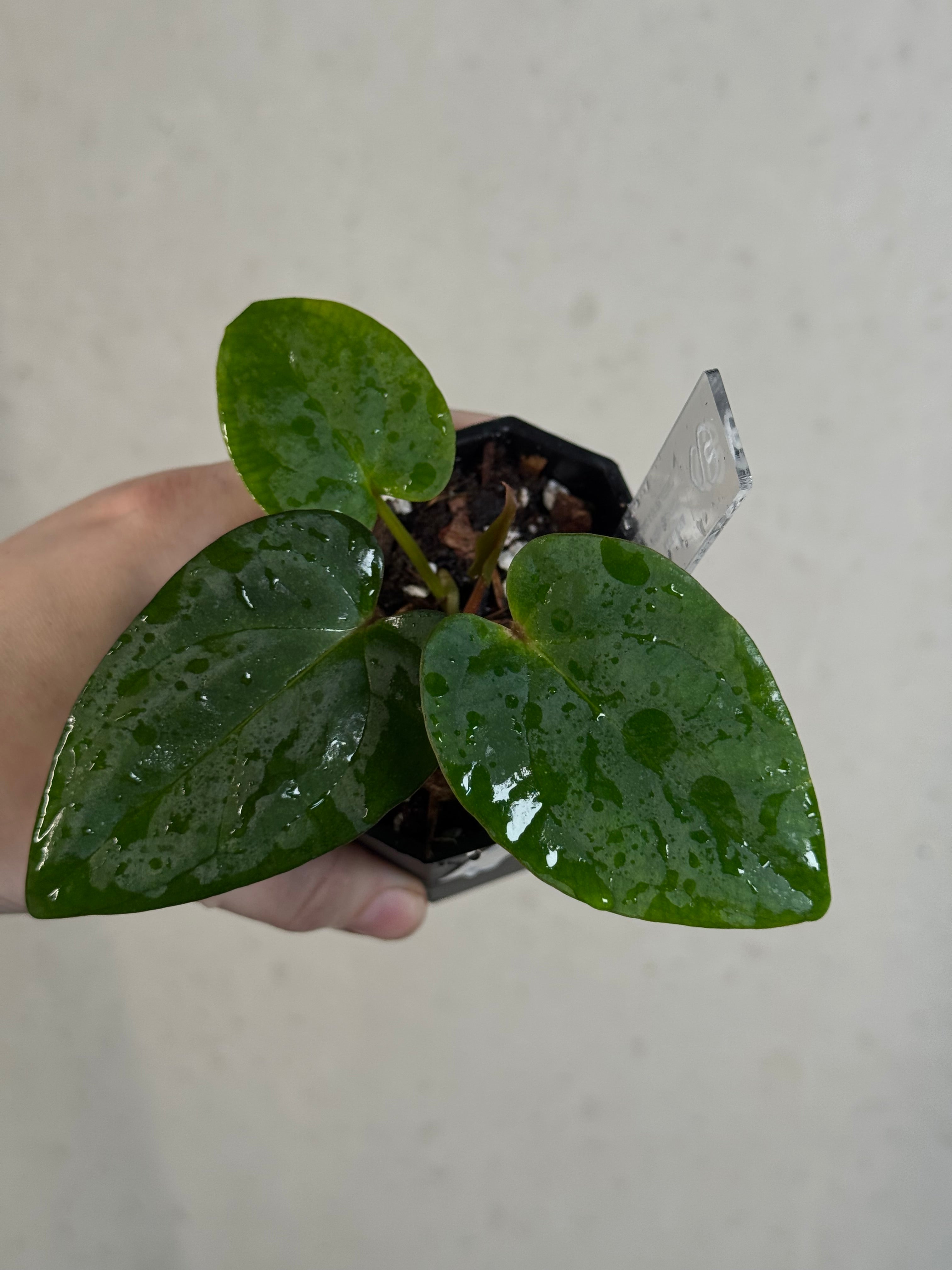 Anthurium Portillae 'Dorito' S1 x (Dressleri F2 x Carlablackiae 'Amanda')