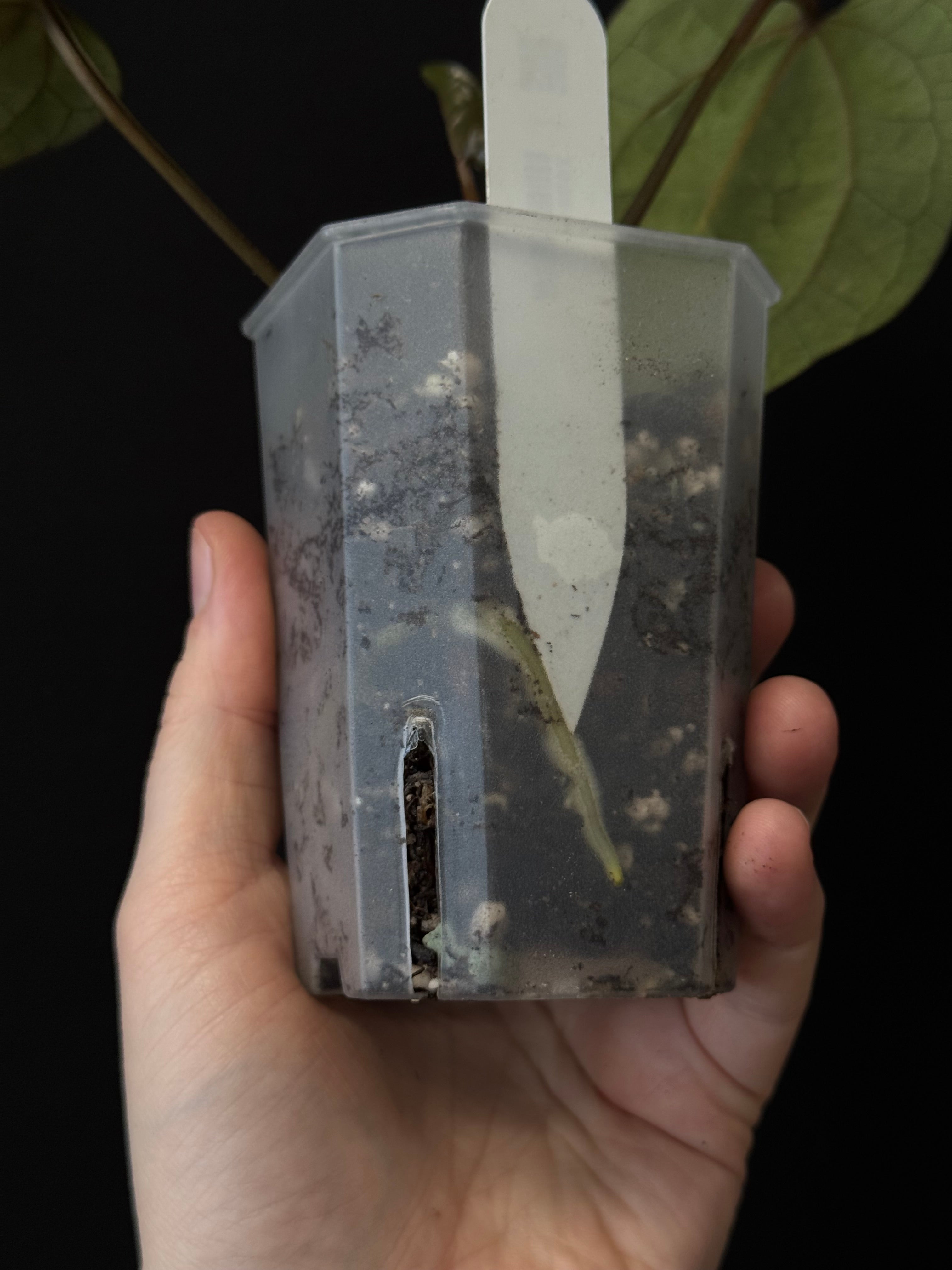 Anthurium Ace Of Spades Dark Form (SKG) F1