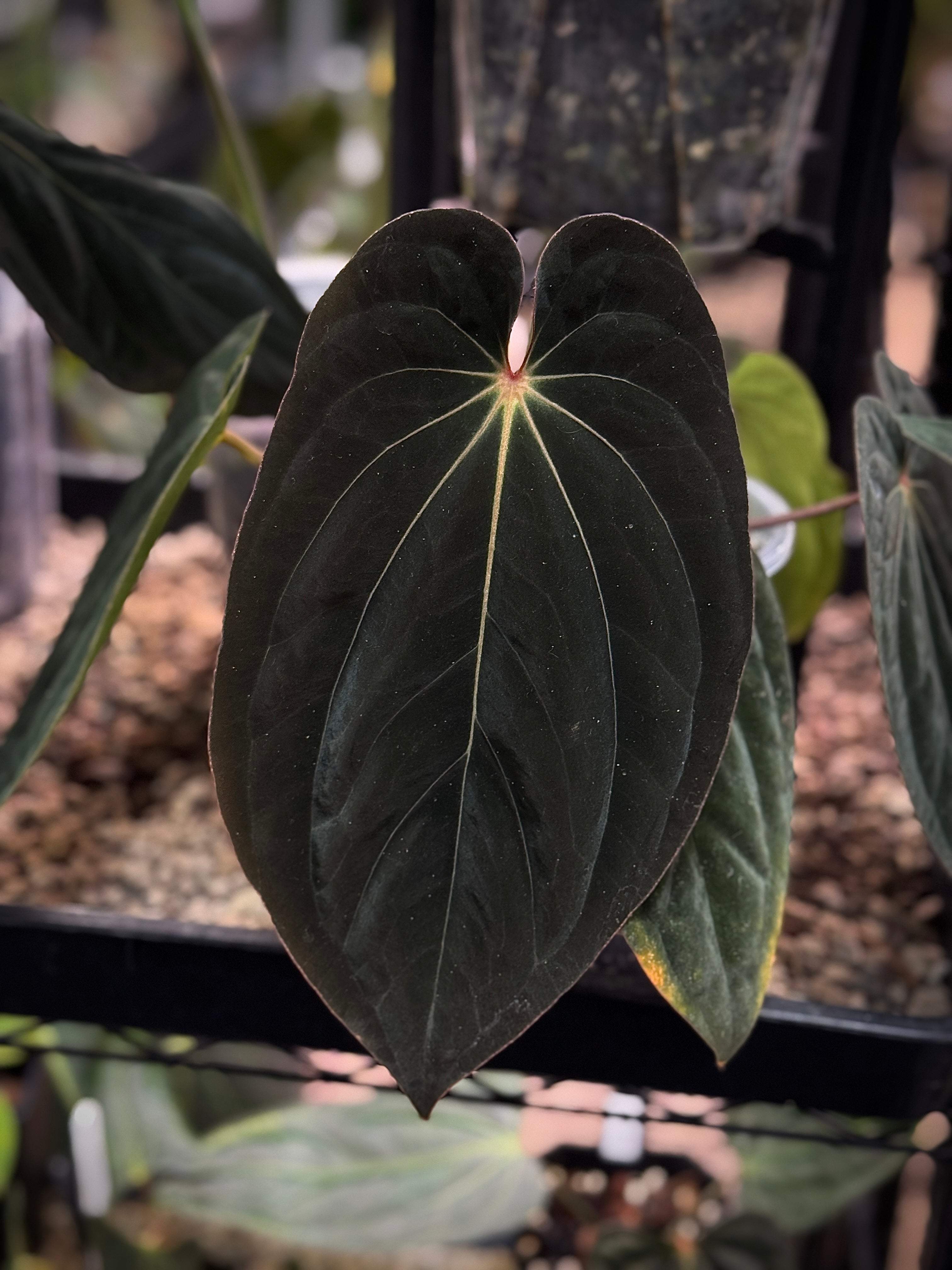 NFS: Anthurium BVEP 'Round' x RA1