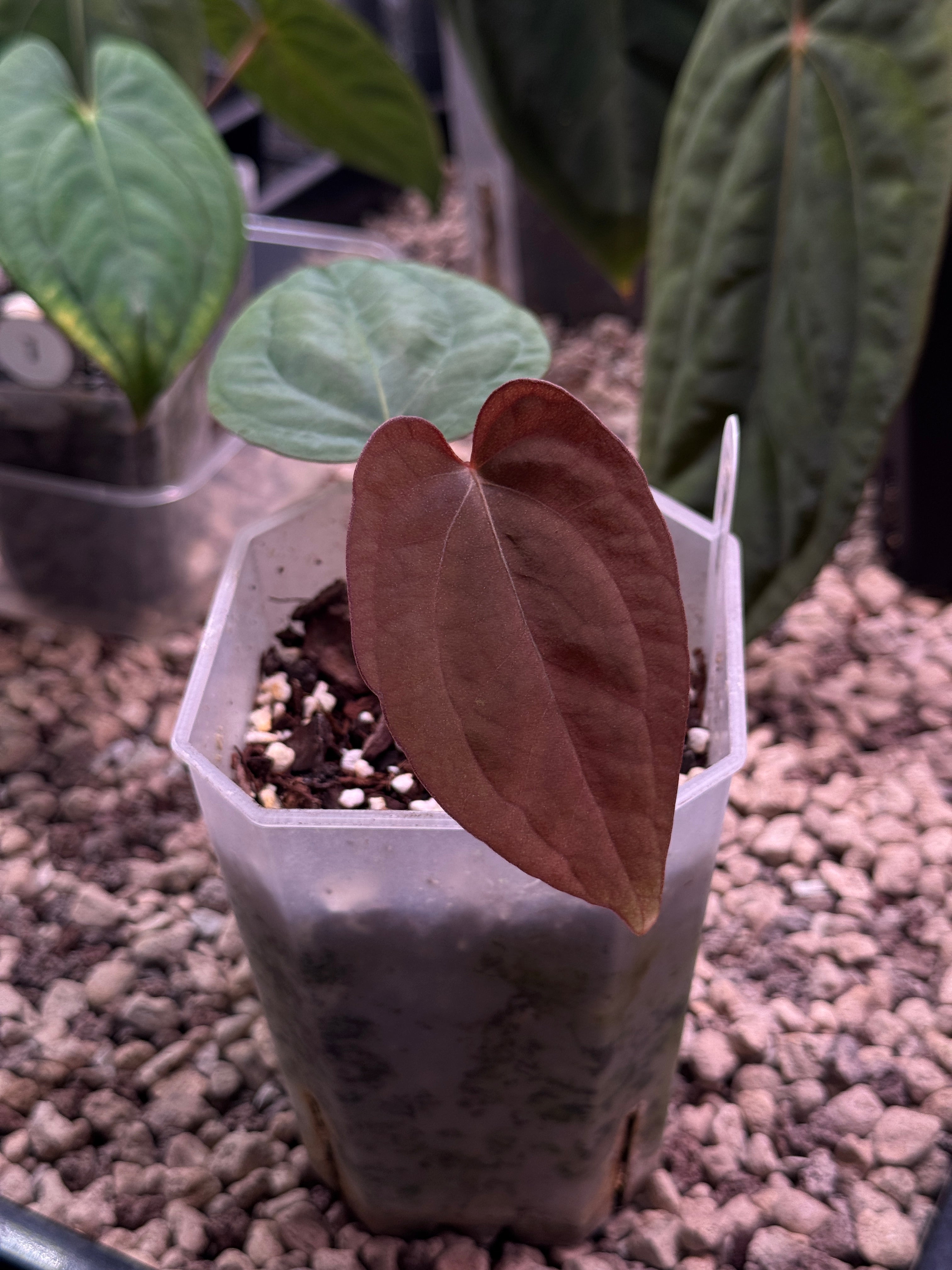 Anthurium Papillilaminum WU1 x BVEP 'Oliver' - Clone