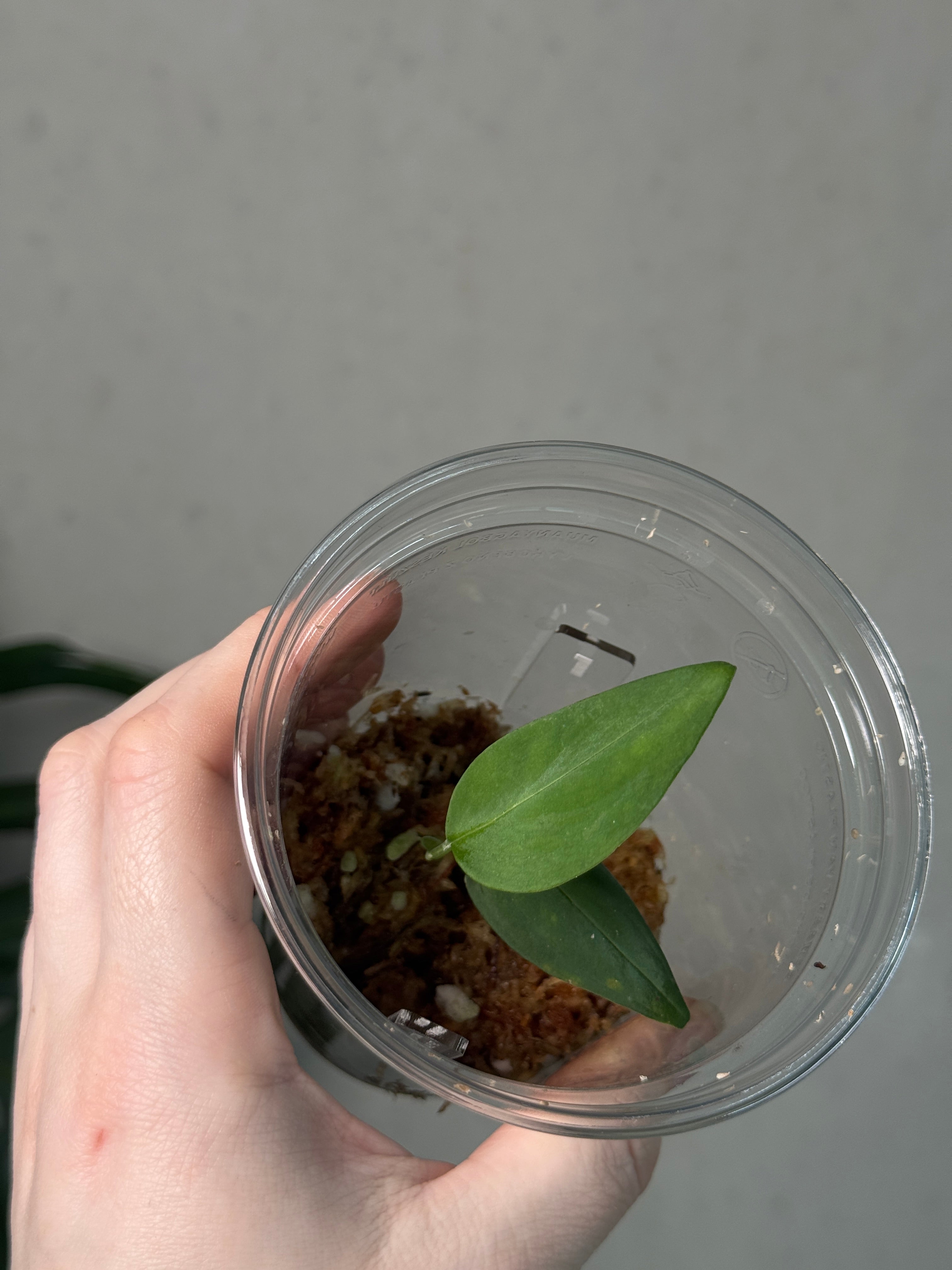 Monstera sp. 'Black Velvet' - Cutting