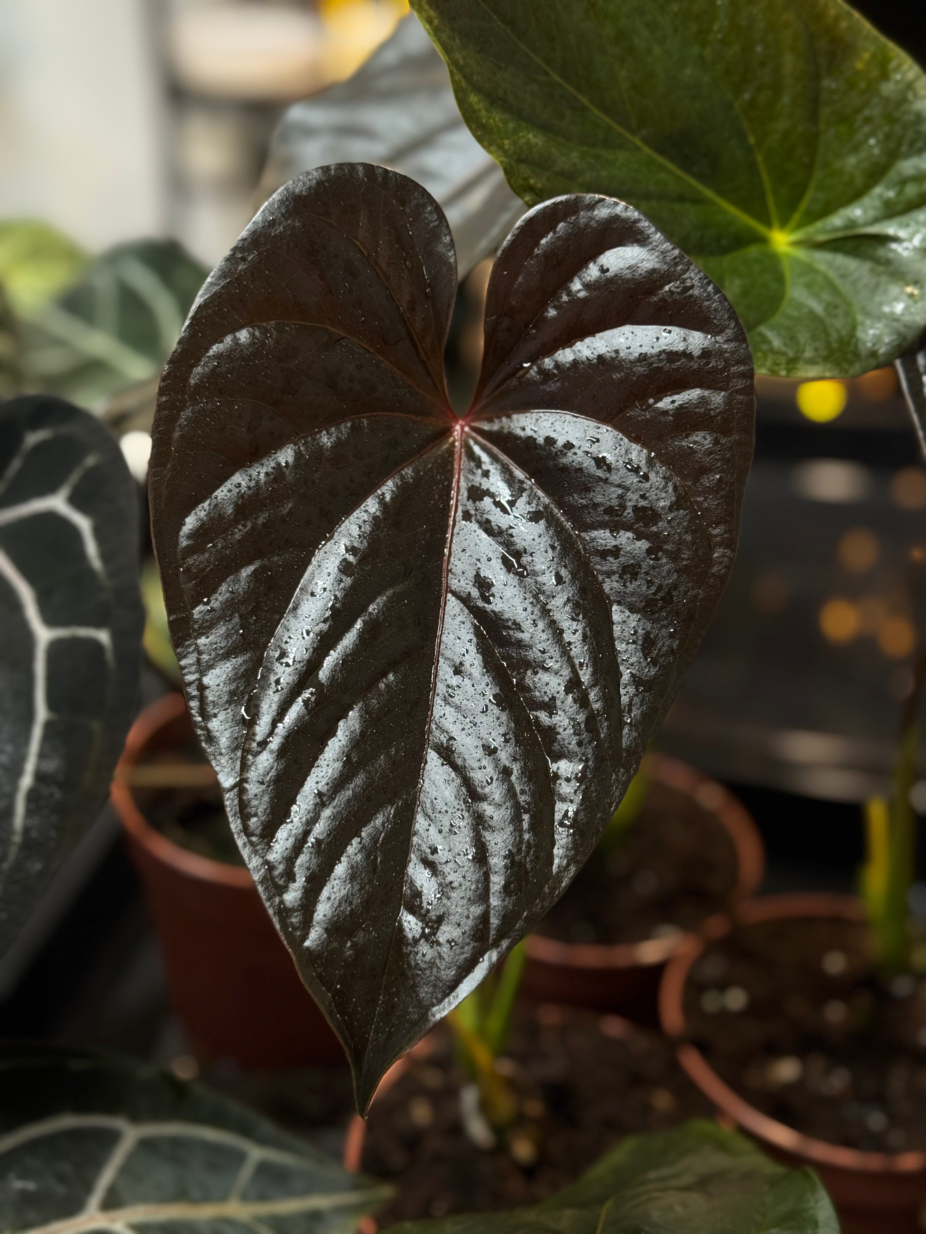 NFS: Anthurium Chamberlainii