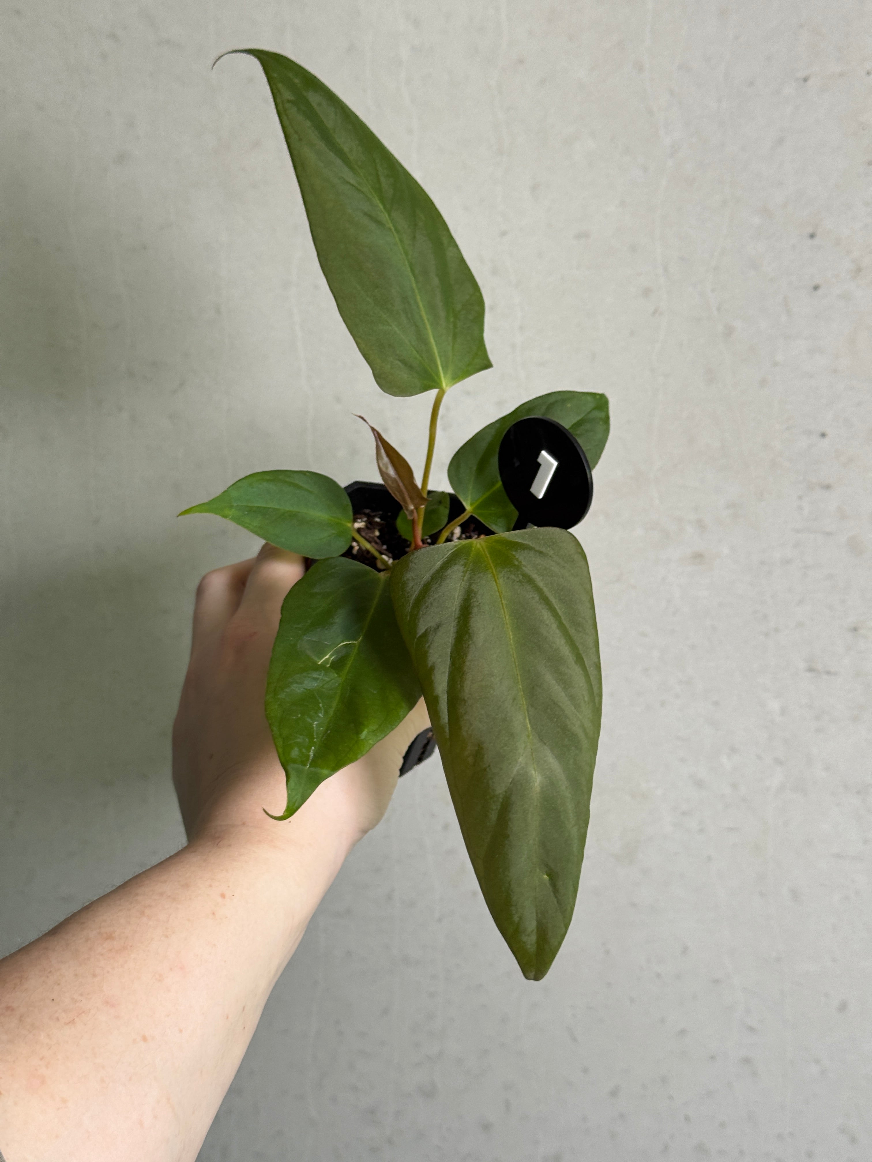 Anthurium ('Cobra' x Fort Sherman) x Indo Portillae or self