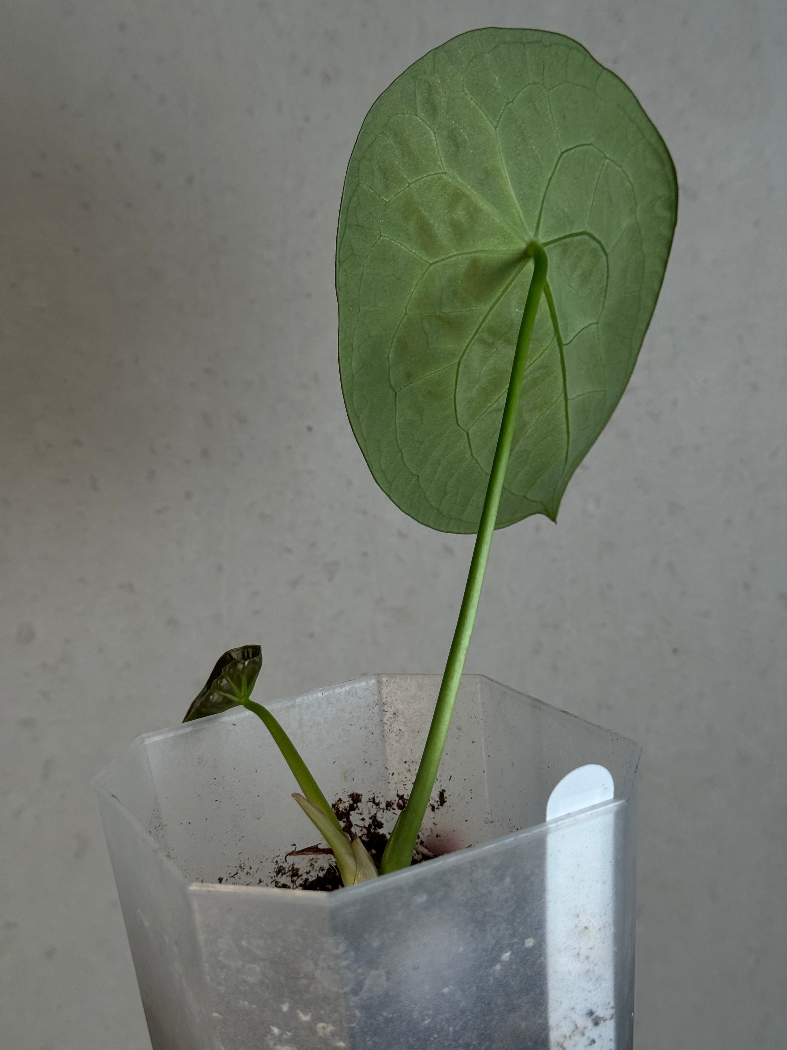 Anthurium Forgetii Silver/White Stripes