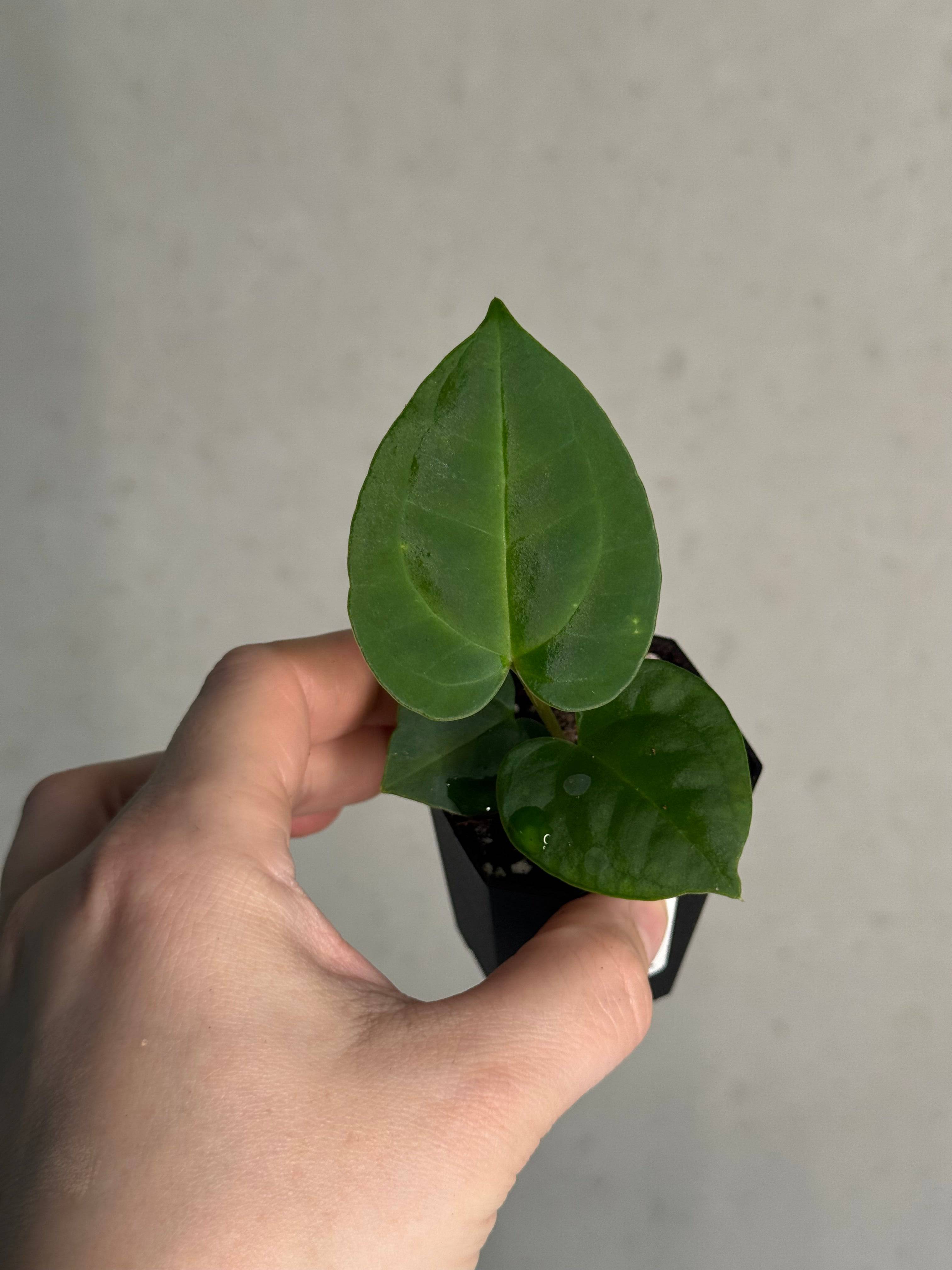 Anthurium (Goliath x Dark Phoenix) x Michelle - SMUKHI