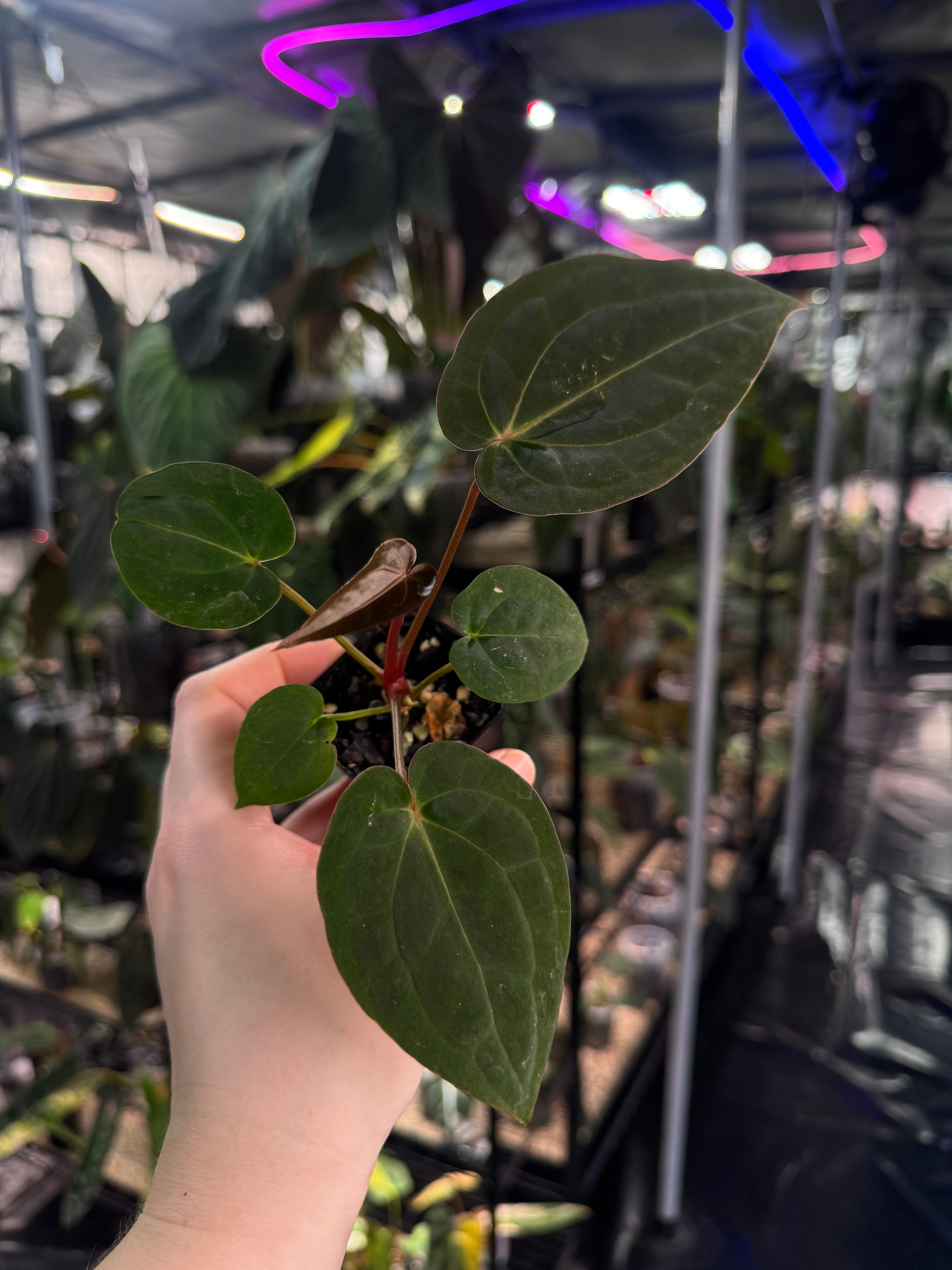 Anthurium Papillilaminum 'Guna Yala' x (Zara x Michelle)