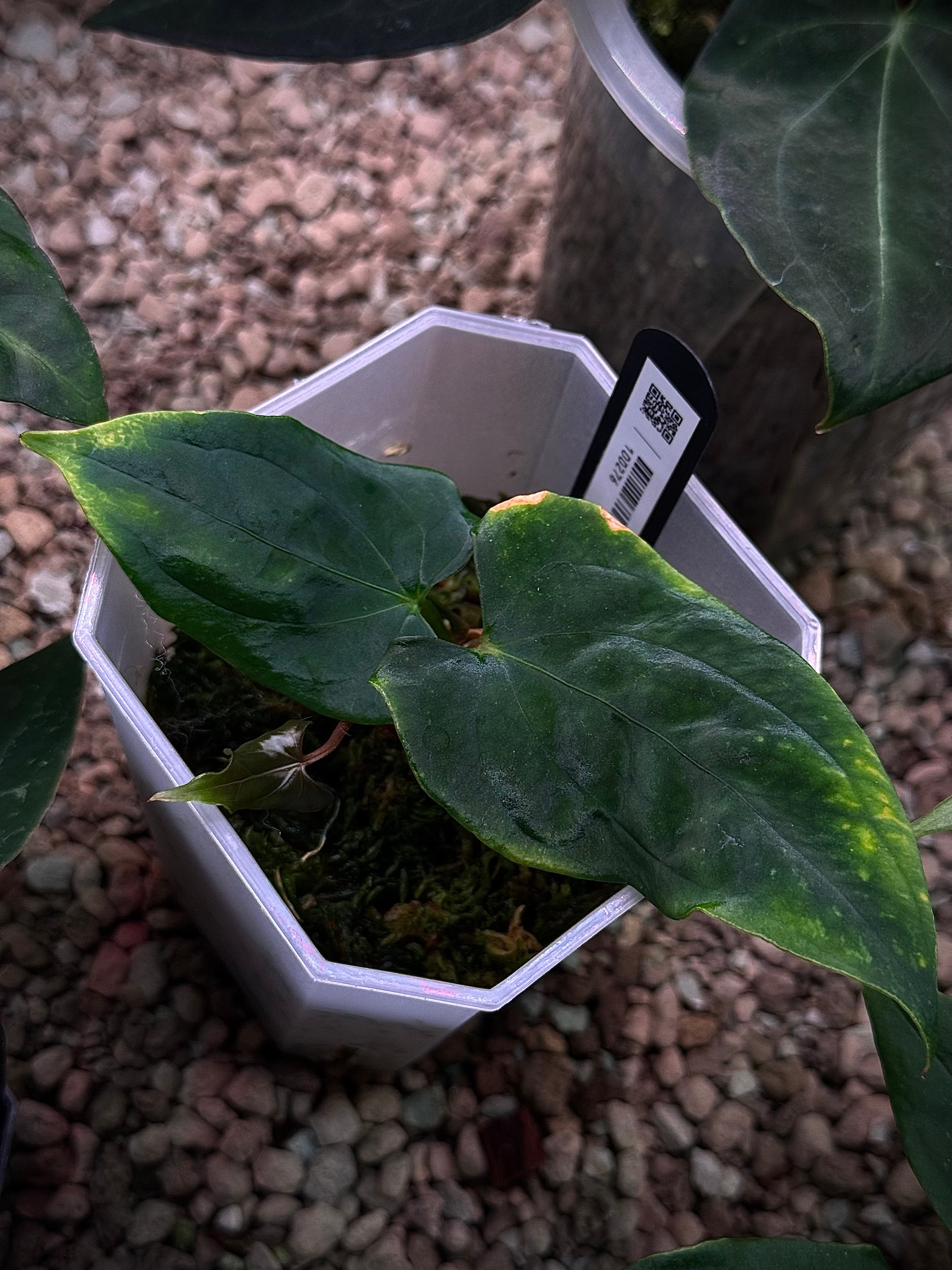 NFS: Anthurium RLxFS F2 - Rare Finds for Refined Collections | SMUKHI
