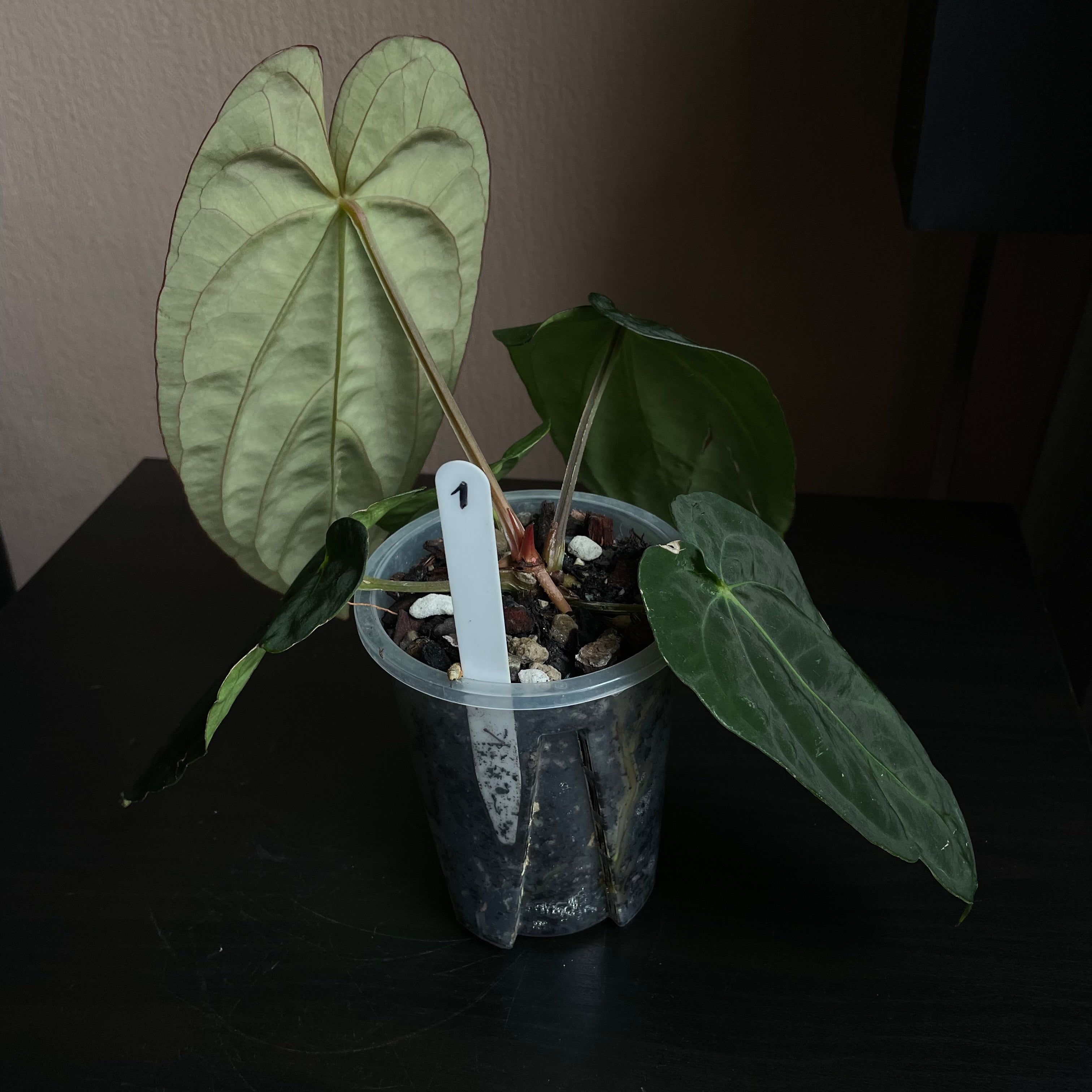 Anthurium - Various plants