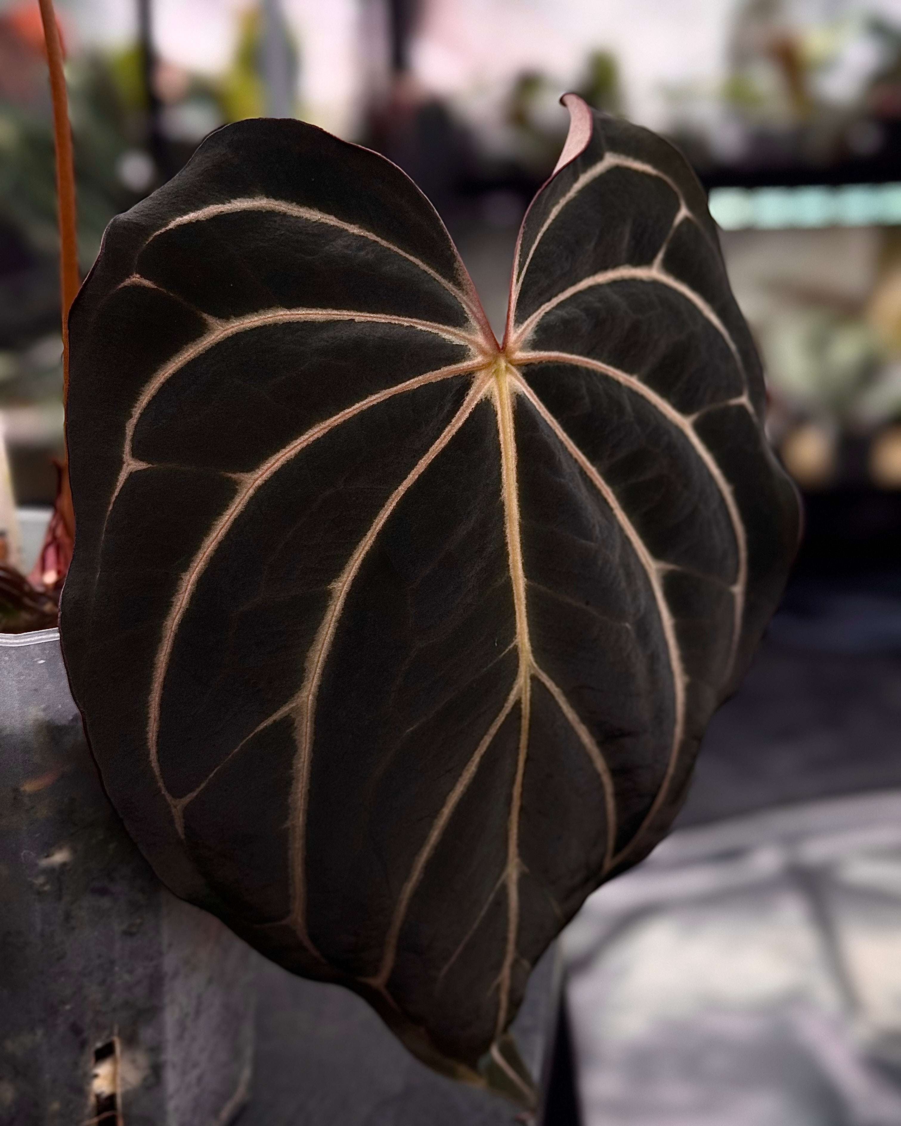 NFS: Anthurium Carlablackiae 'District' x RA8 - Rare Finds for