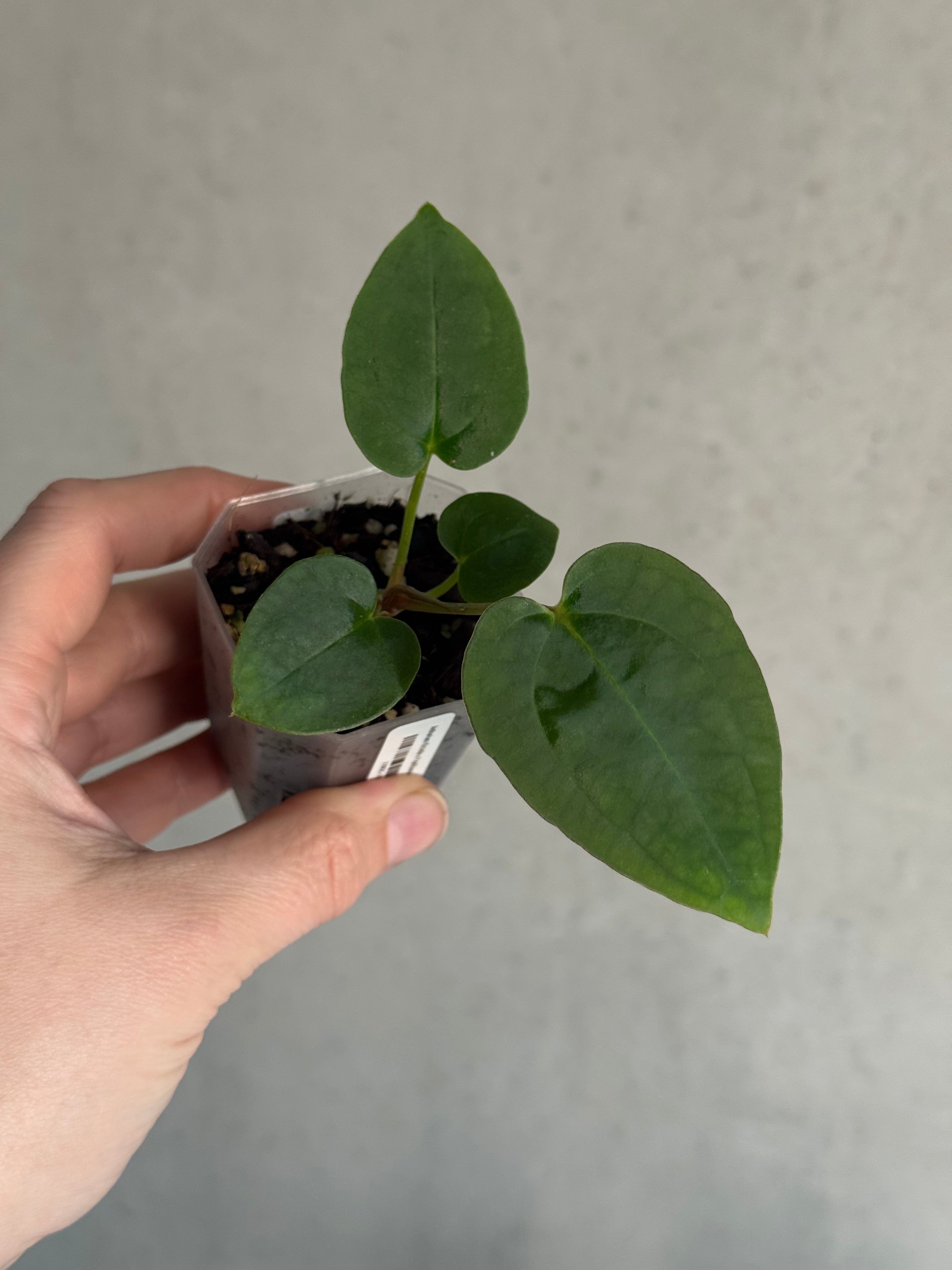 Anthurium Michelle x Papillilaminum ‘Guna Yala’