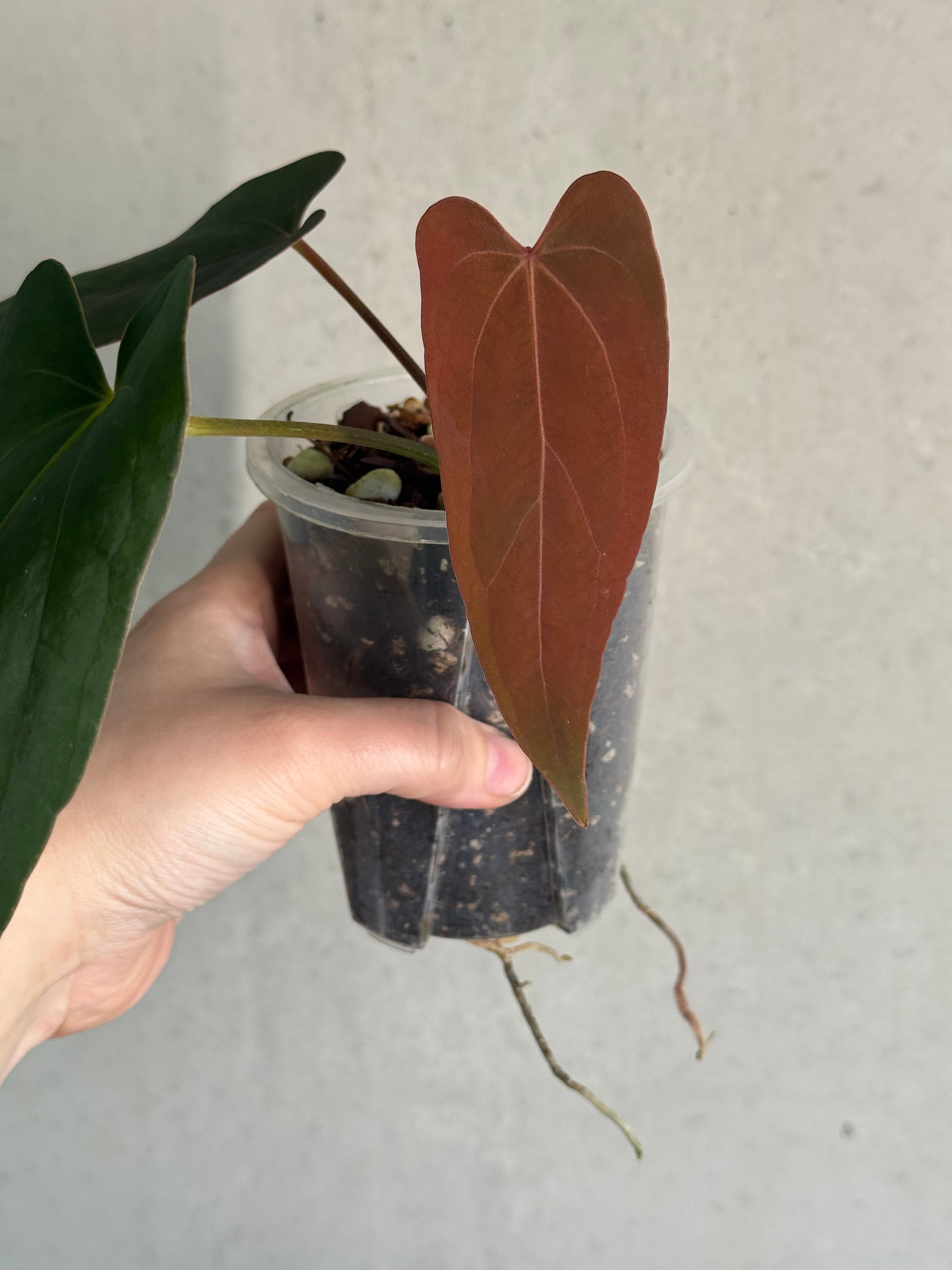Anthurium NSE Portillae x NSE Dressleri