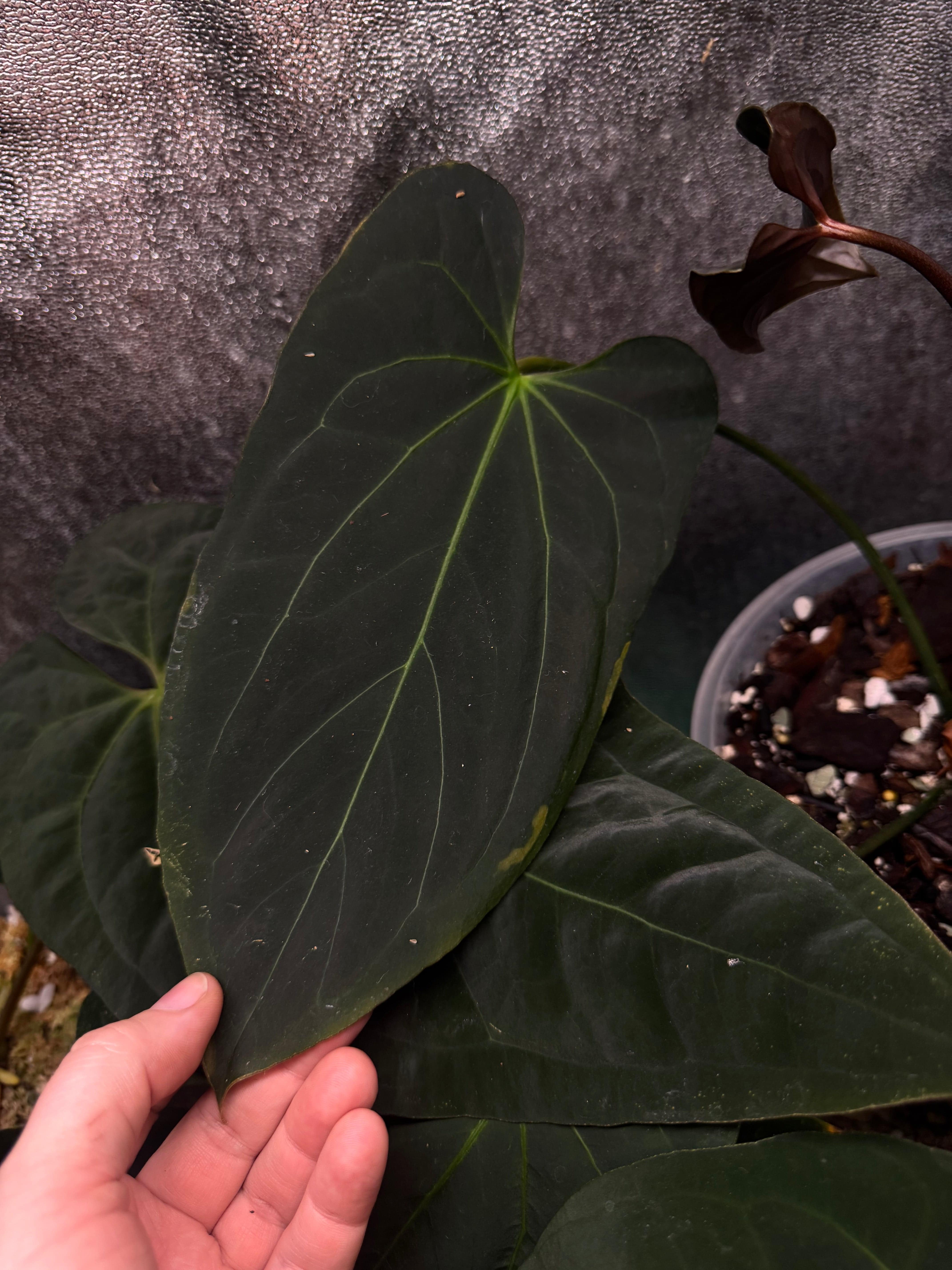 NFS: Anthurium Blue Papillilaminum | SMUKHI