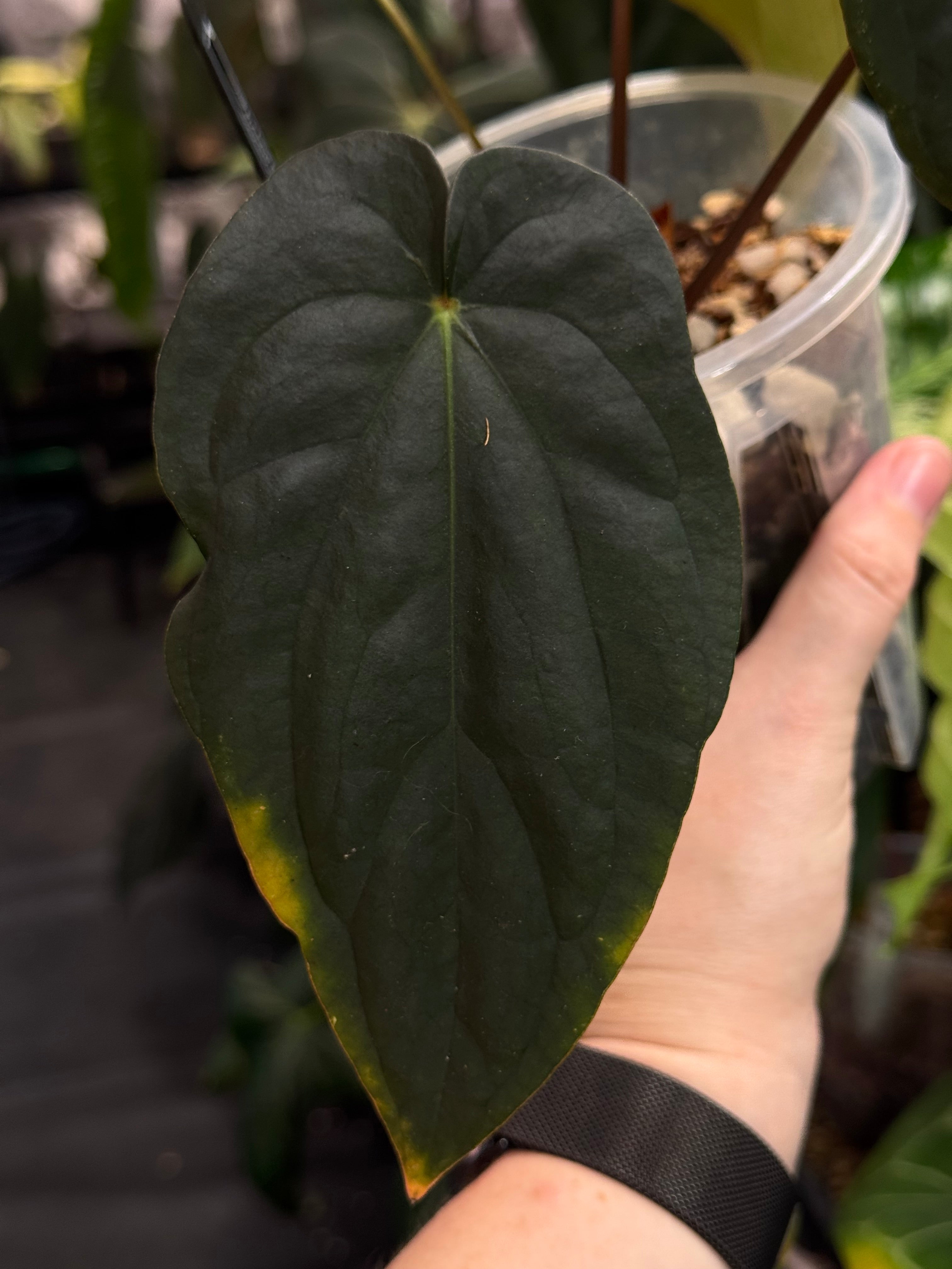 Anthurium BVEP (Round x Felix) x Felix